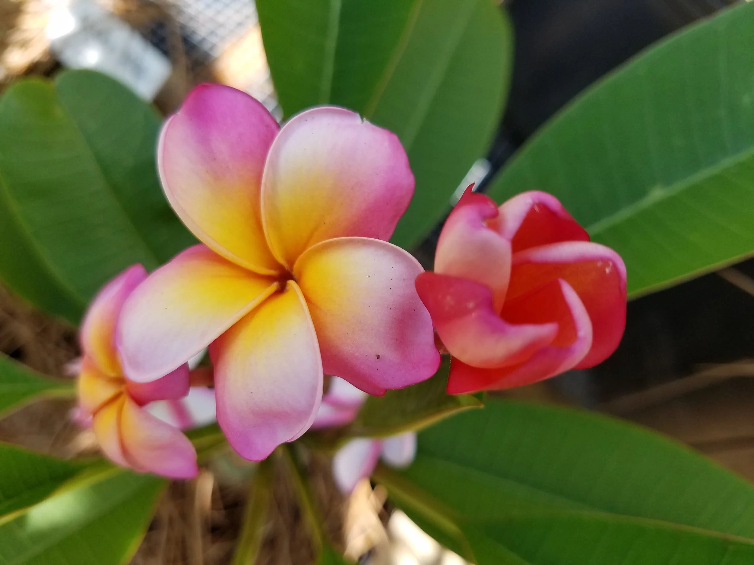 Annaheim Sunset (2).jpg