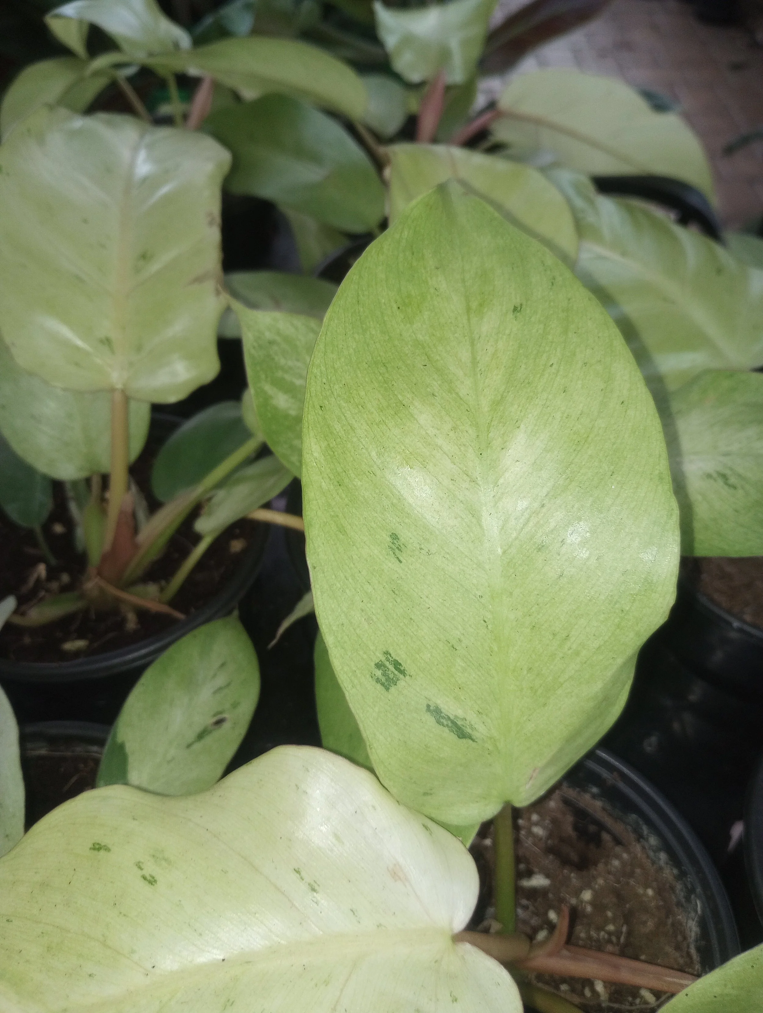 Philodendron Snow Drift
