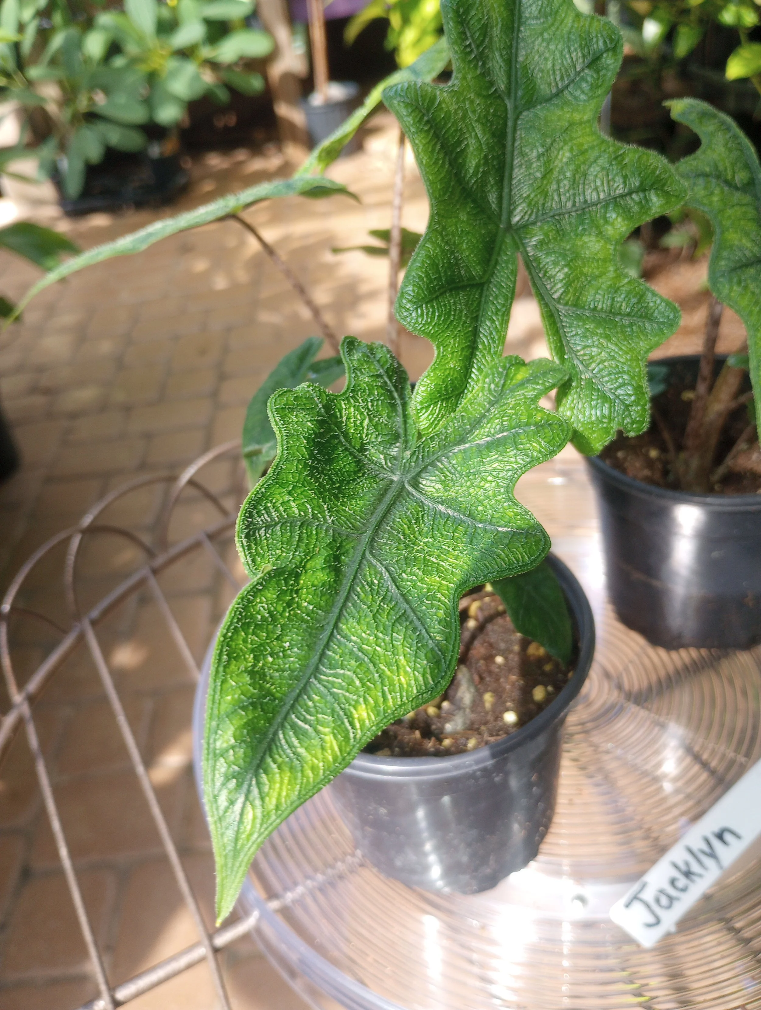 Alocasia JAcklyn (6).jpg