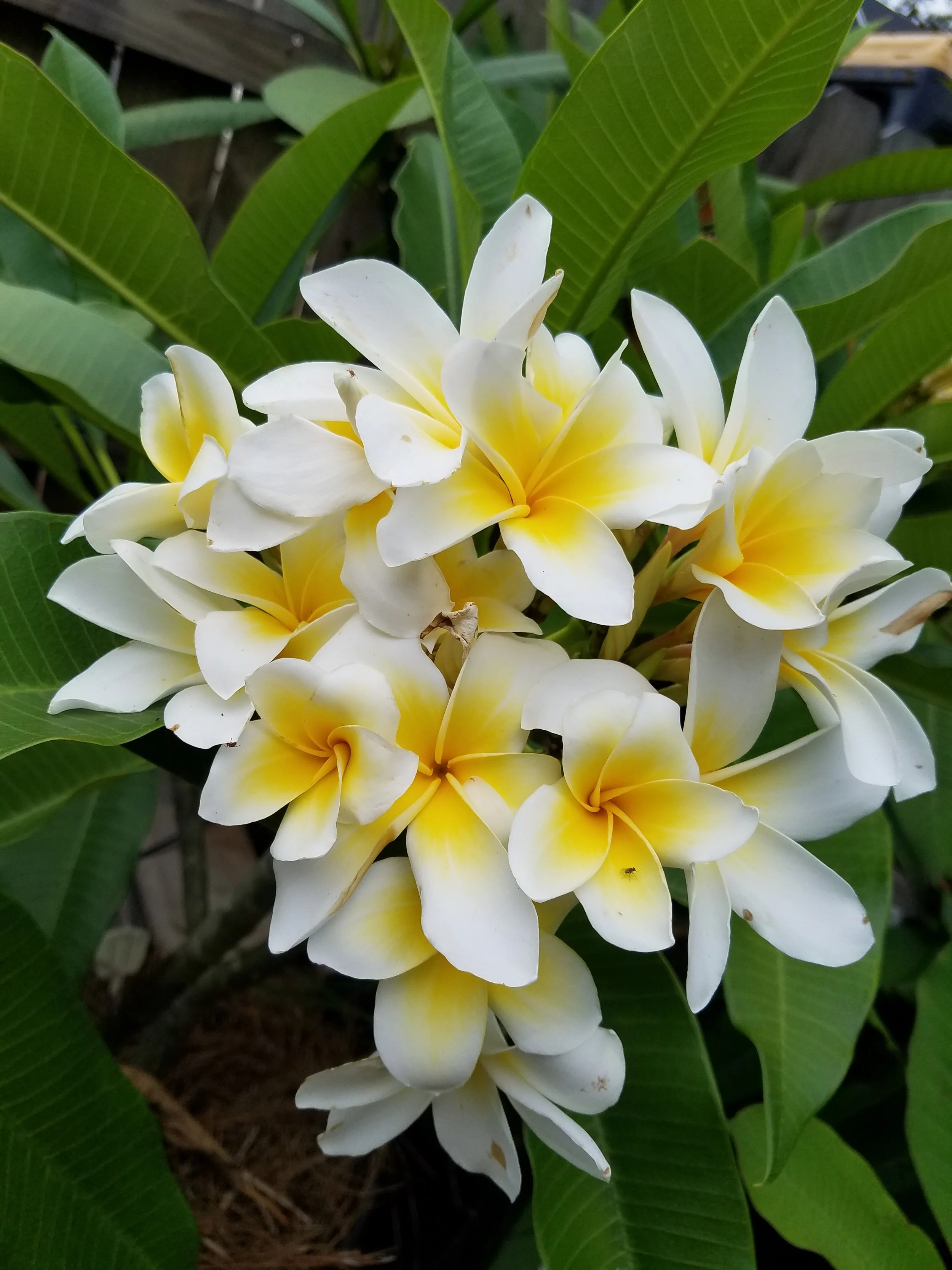 #3 White yellow (7) 2022.jpg