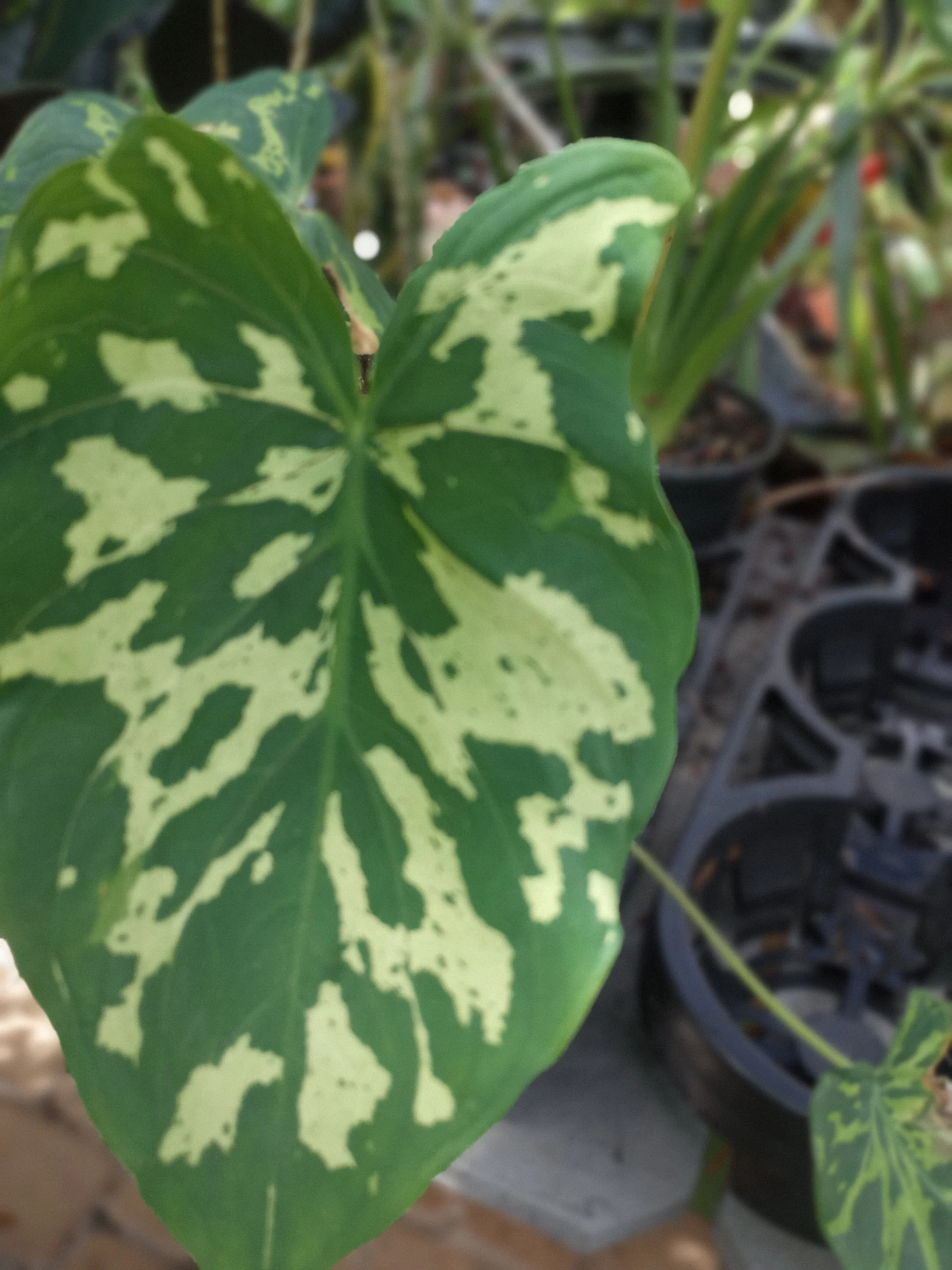 Alocasia Hilo Beauty