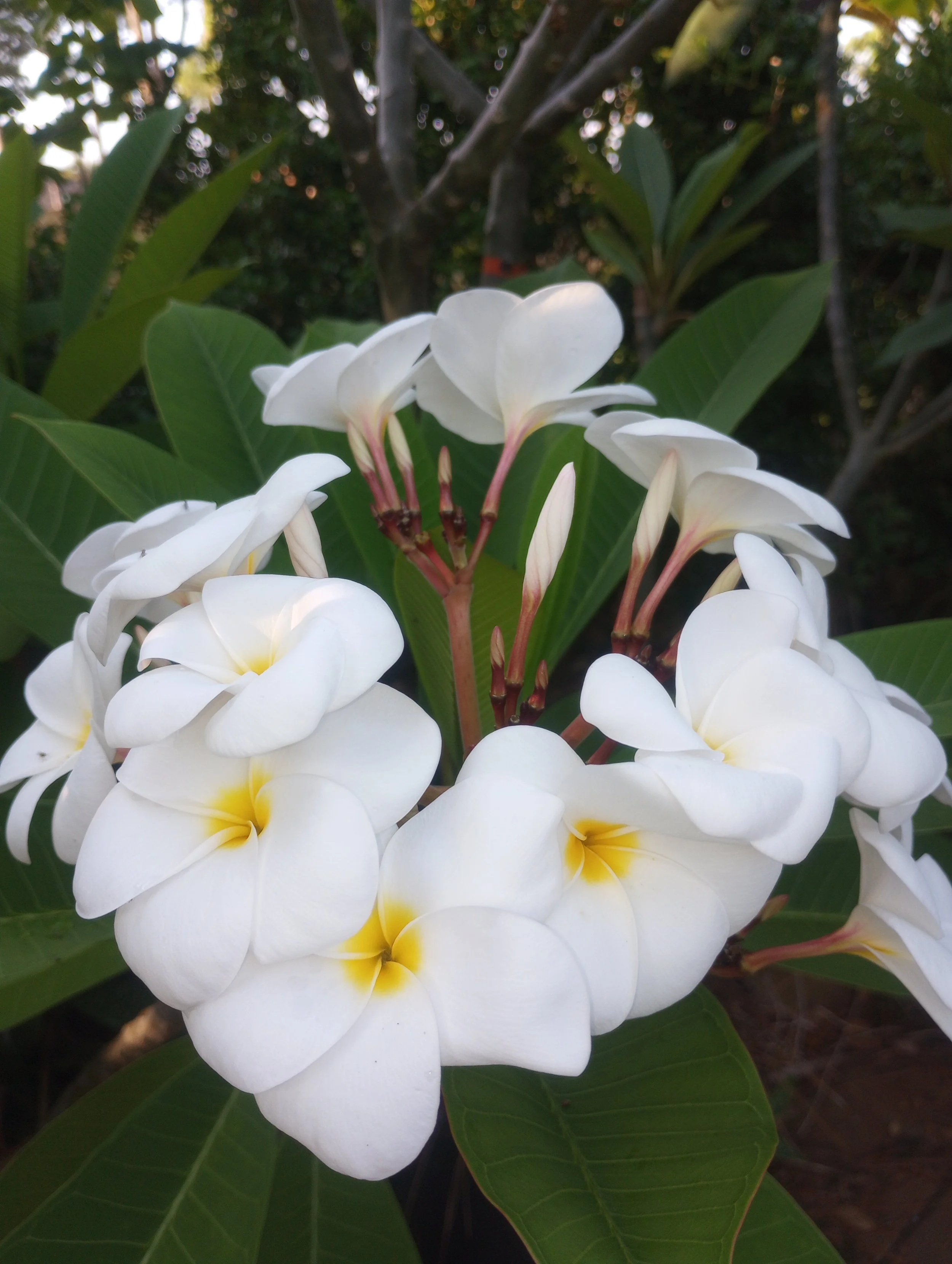 White Samoan Fluff (2).jpg