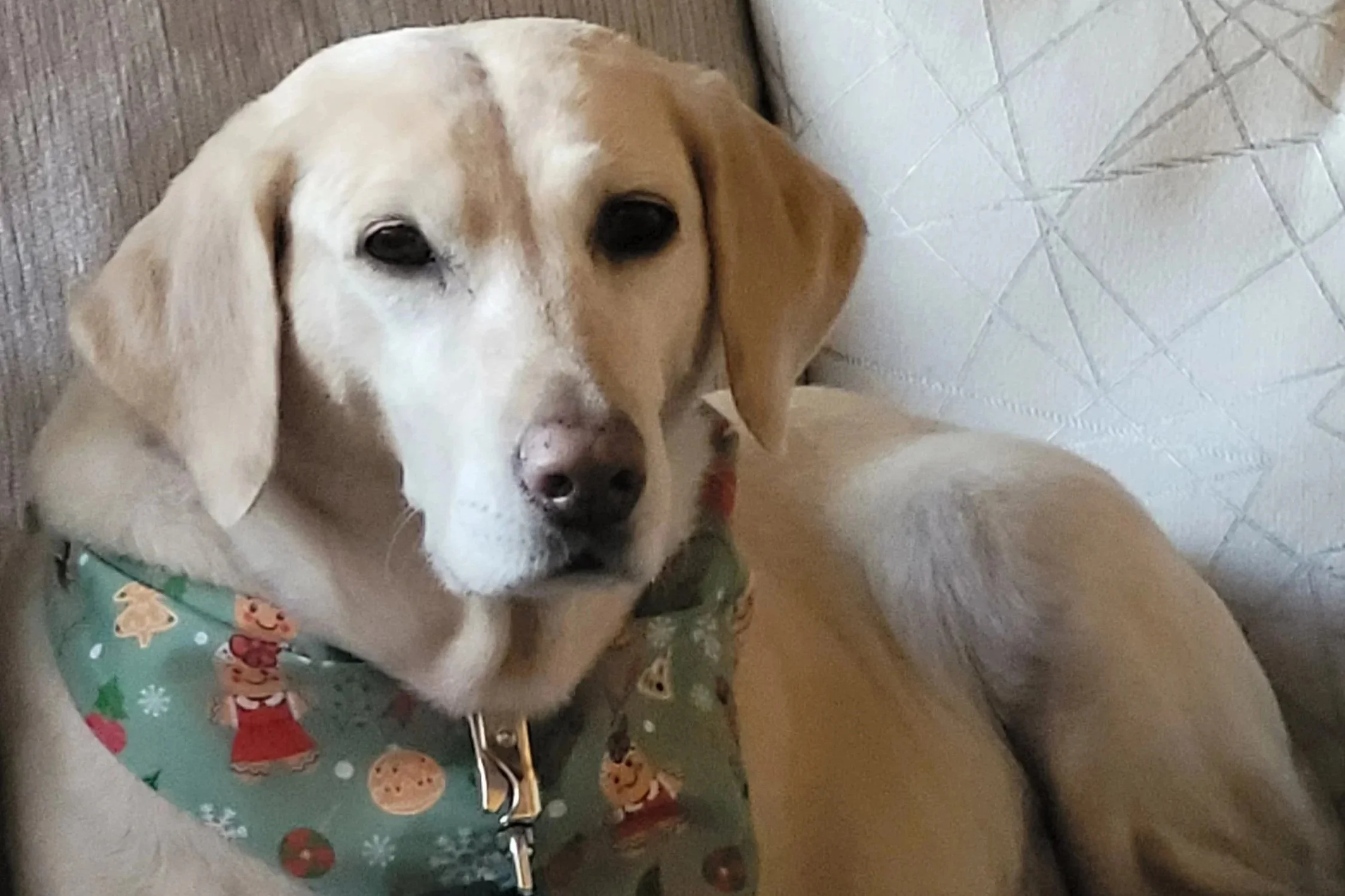 Ellie’s Two-Year Therapy Dog Anniversary 🐾