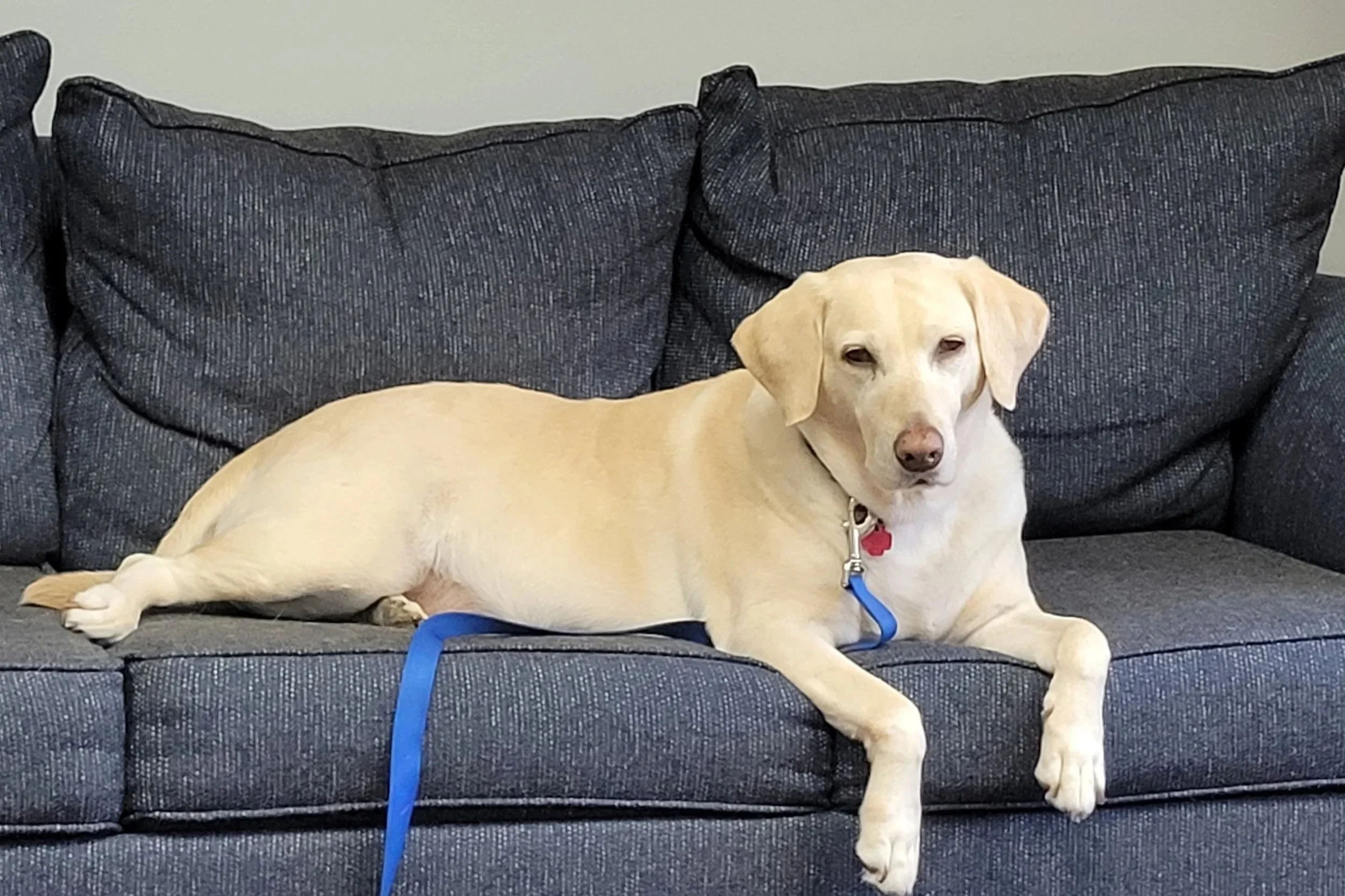 Benefits of Animal Assisted Therapy