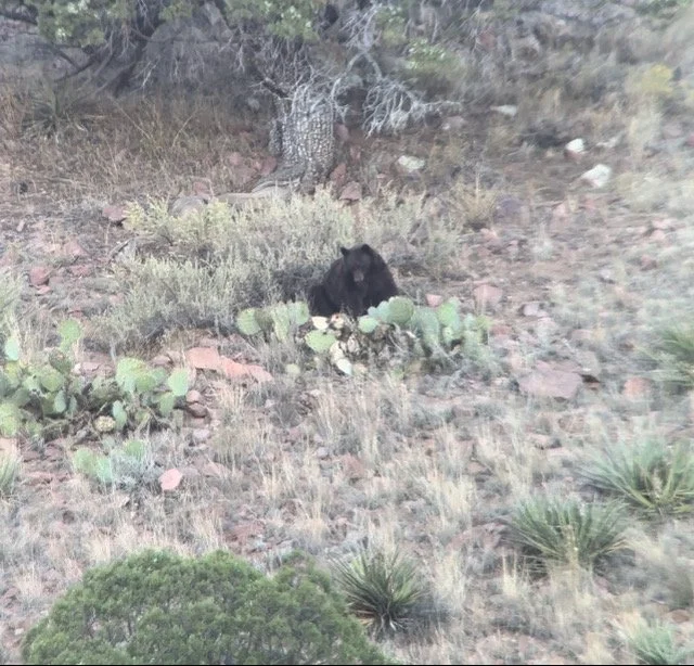 Wildlife spotted during a Hook N 30 Outfitters hunt in New Mexico