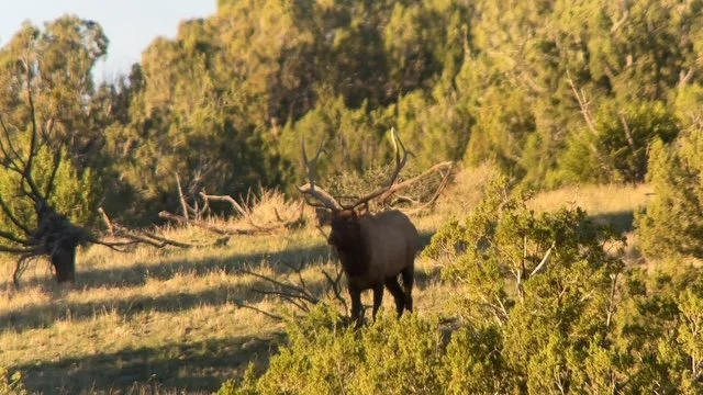 Wildlife spotted during a Hook N 30 Outfitters hunt in New Mexico