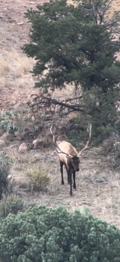 Wildlife spotted during a Hook N 30 Outfitters hunt in New Mexico