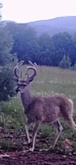 Wildlife spotted during a Hook N 30 Outfitters hunt in New Mexico