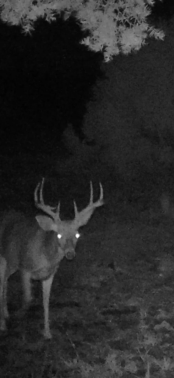 Wildlife spotted during a Hook N 30 Outfitters hunt in New Mexico