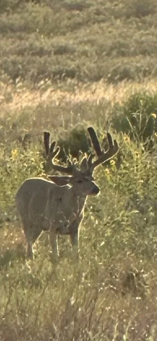 Wildlife spotted during a Hook N 30 Outfitters hunt in New Mexico