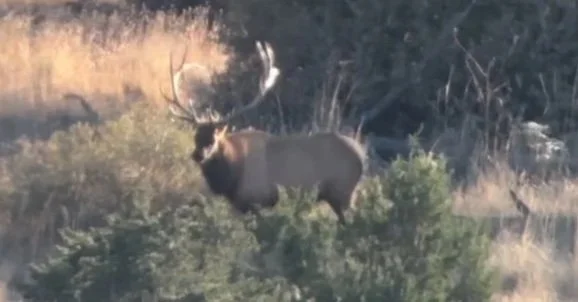 Wildlife spotted during a Hook N 30 Outfitters hunt in New Mexico