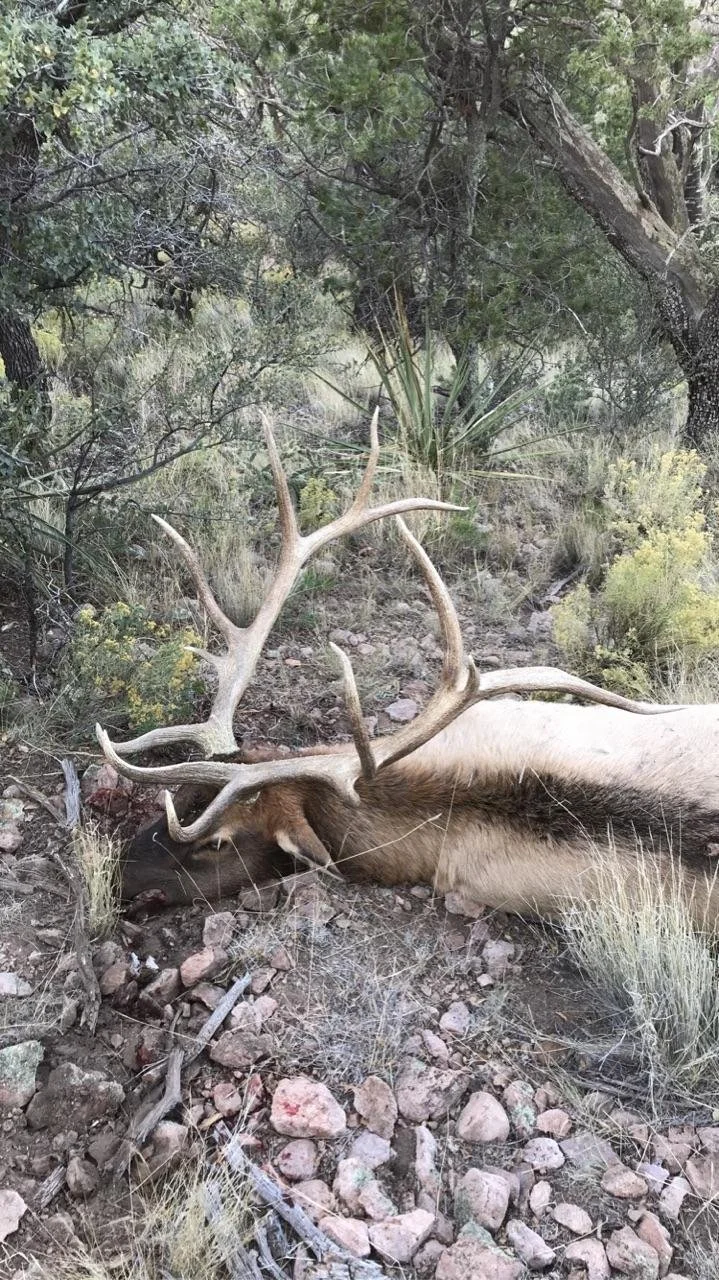 A large elk lying on the rocky ground in a forested area, showing its prominent antlers.
