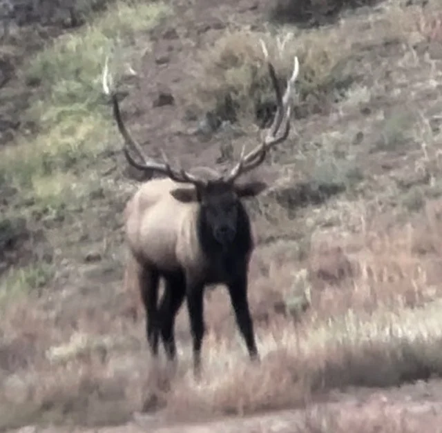Wildlife spotted during a Hook N 30 Outfitters hunt in New Mexico