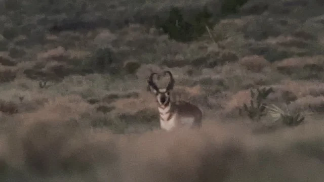 Wildlife spotted during a Hook N 30 Outfitters hunt in New Mexico