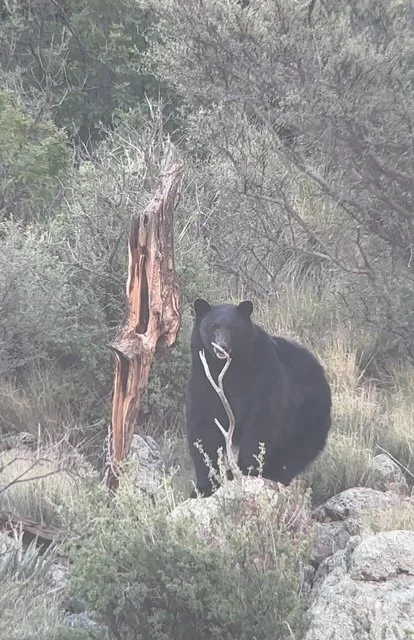 Wildlife spotted during a Hook N 30 Outfitters hunt in New Mexico