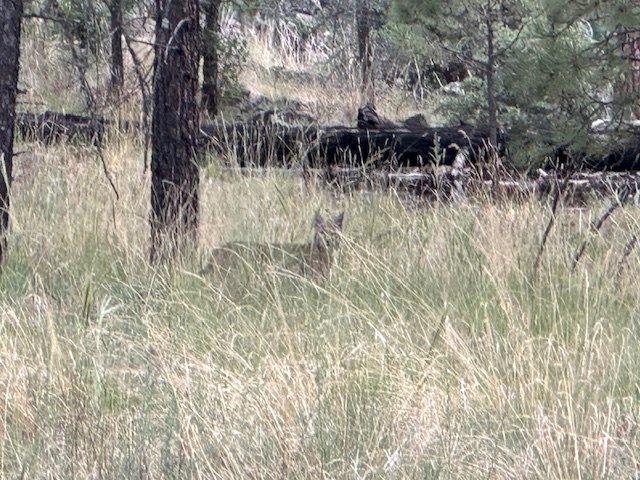 Wildlife spotted during a Hook N 30 Outfitters hunt in New Mexico