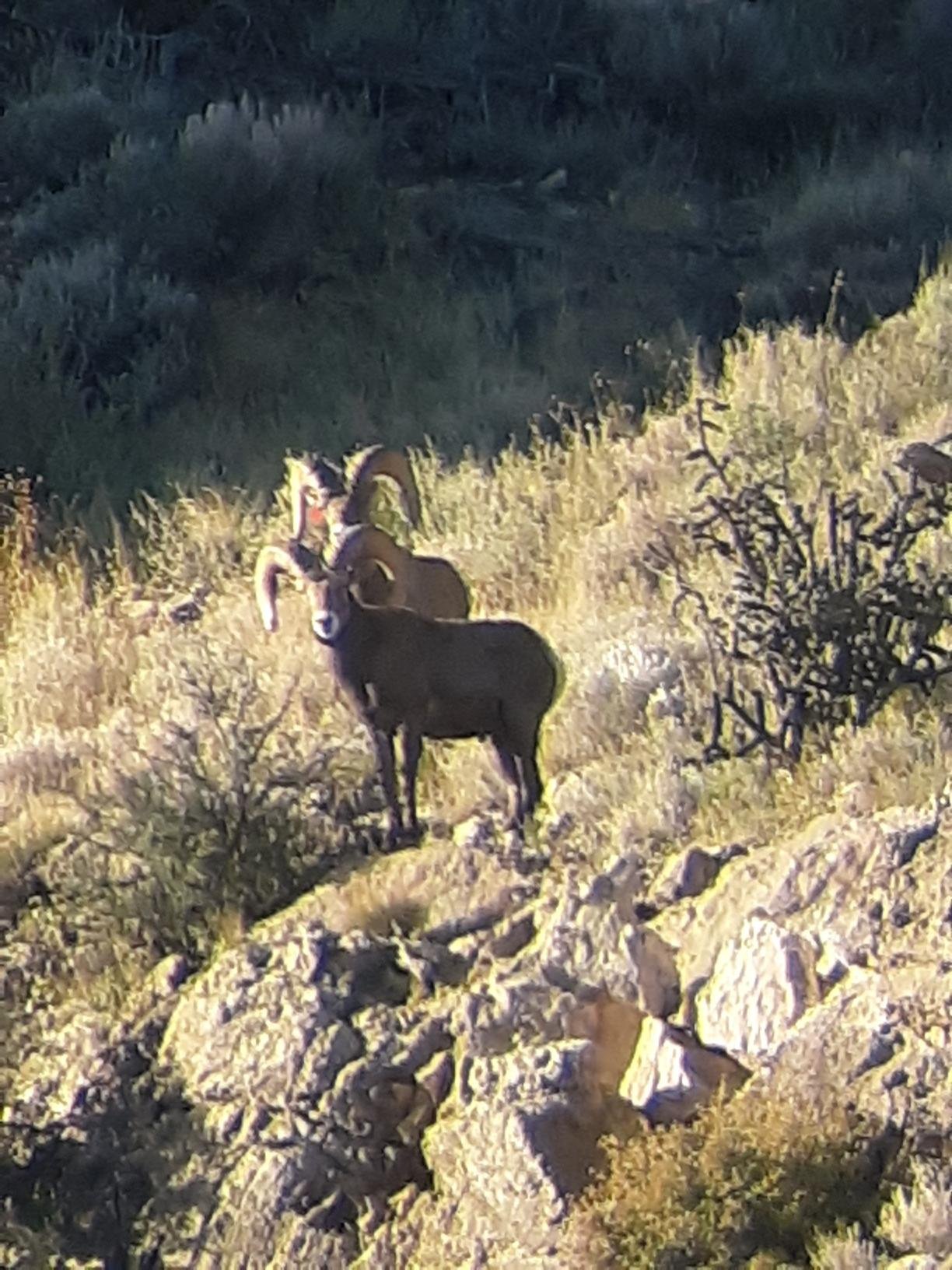 Wildlife spotted during a Hook N 30 Outfitters hunt in New Mexico