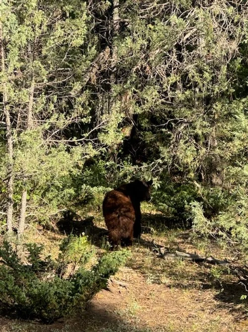 Wildlife spotted during a Hook N 30 Outfitters hunt in New Mexico
