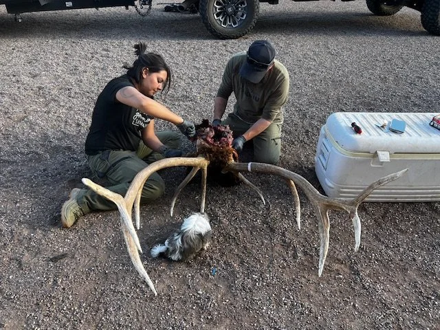 Two people examining a large elk skull with antlers, a dog sitting nearby, and a first aid kit on the ground.
