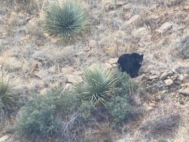 Wildlife spotted during a Hook N 30 Outfitters hunt in New Mexico