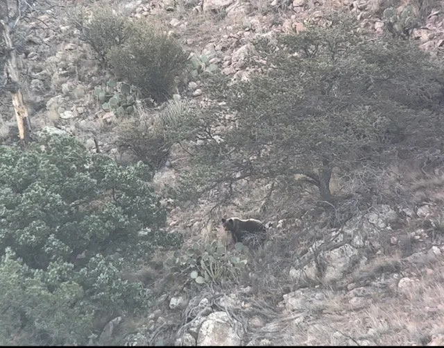 Wildlife spotted during a Hook N 30 Outfitters hunt in New Mexico