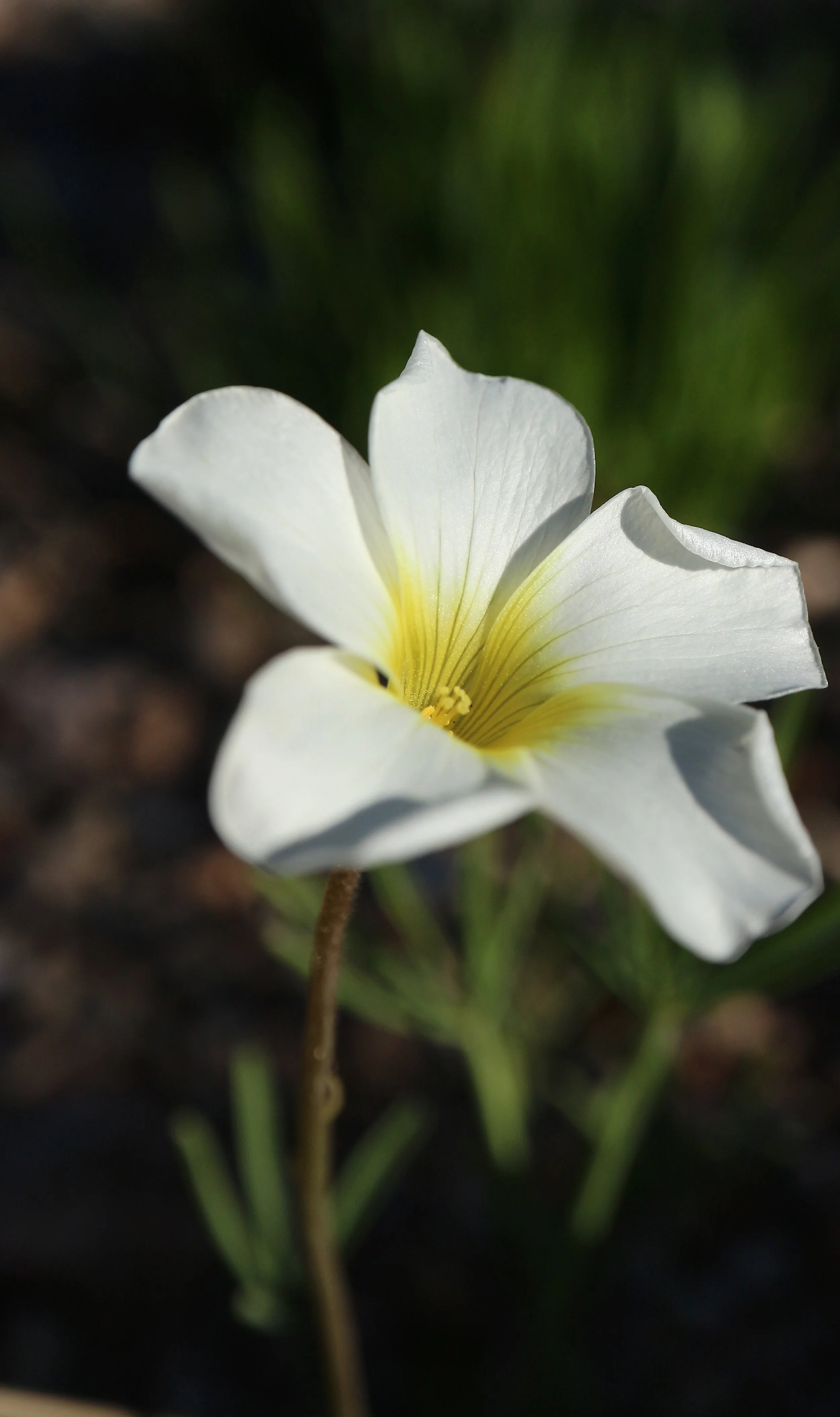 Oxalis cathara / Oxalidaceae / SW Cape, South Africa
