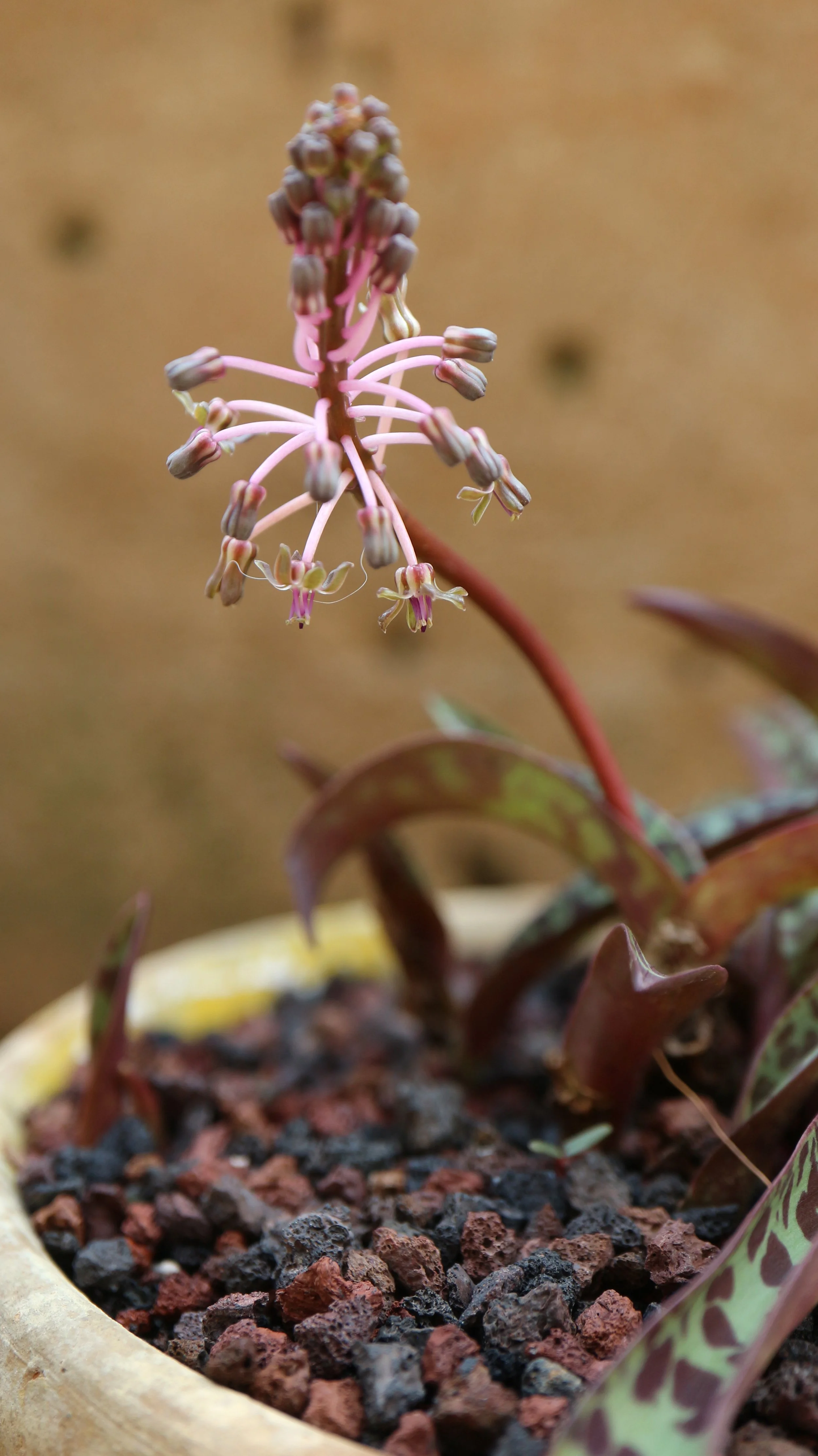 Leopoldia 'Gary Hammer' / Scilloideae / E South Africa