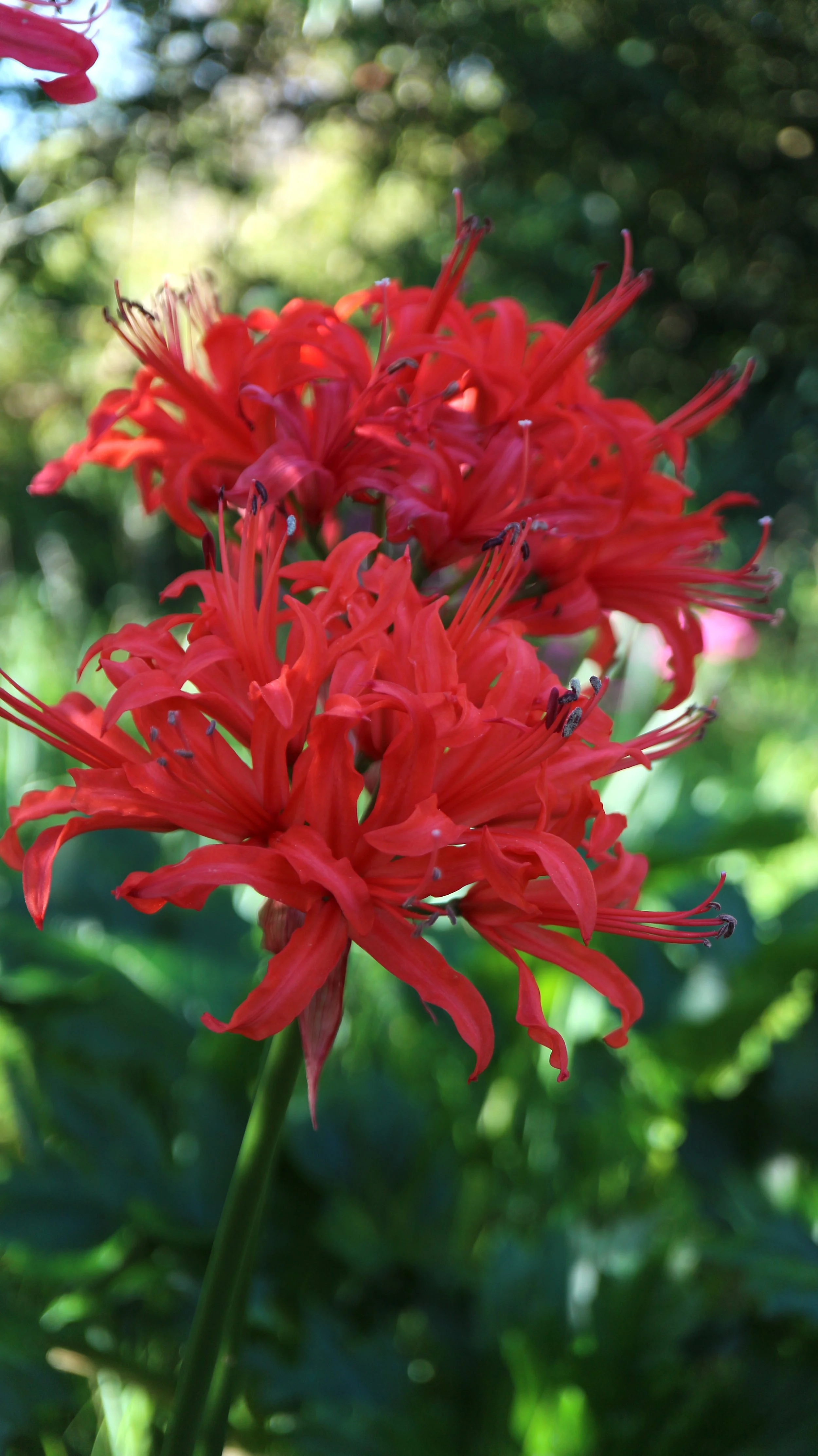 Nerine sarniensis 'Red' / Amaryllidaceae / SW Cape, South Africa