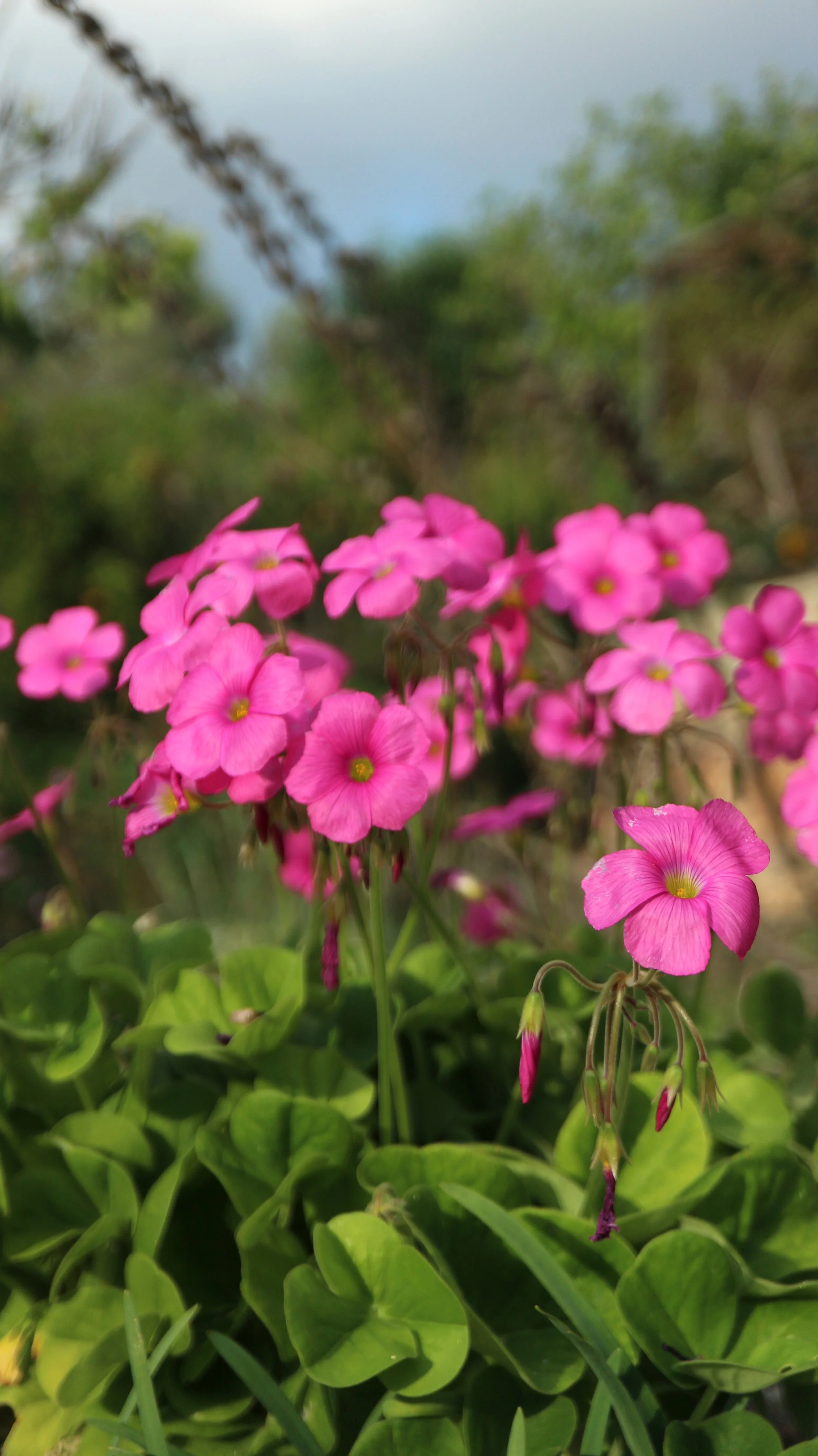 Oxalis bowiei / Oxalidaceae / SW Cape, South Africa