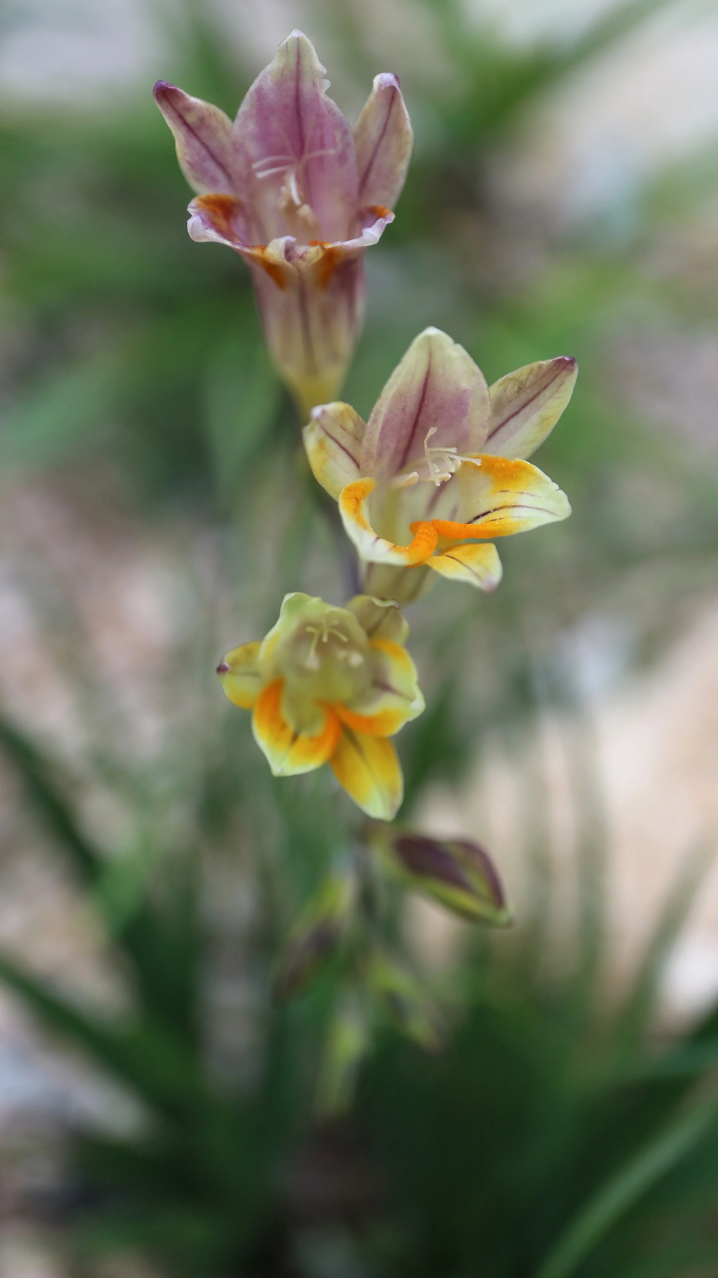 Freesia leitchlinii / Iridaceae / W Cape, South Africa