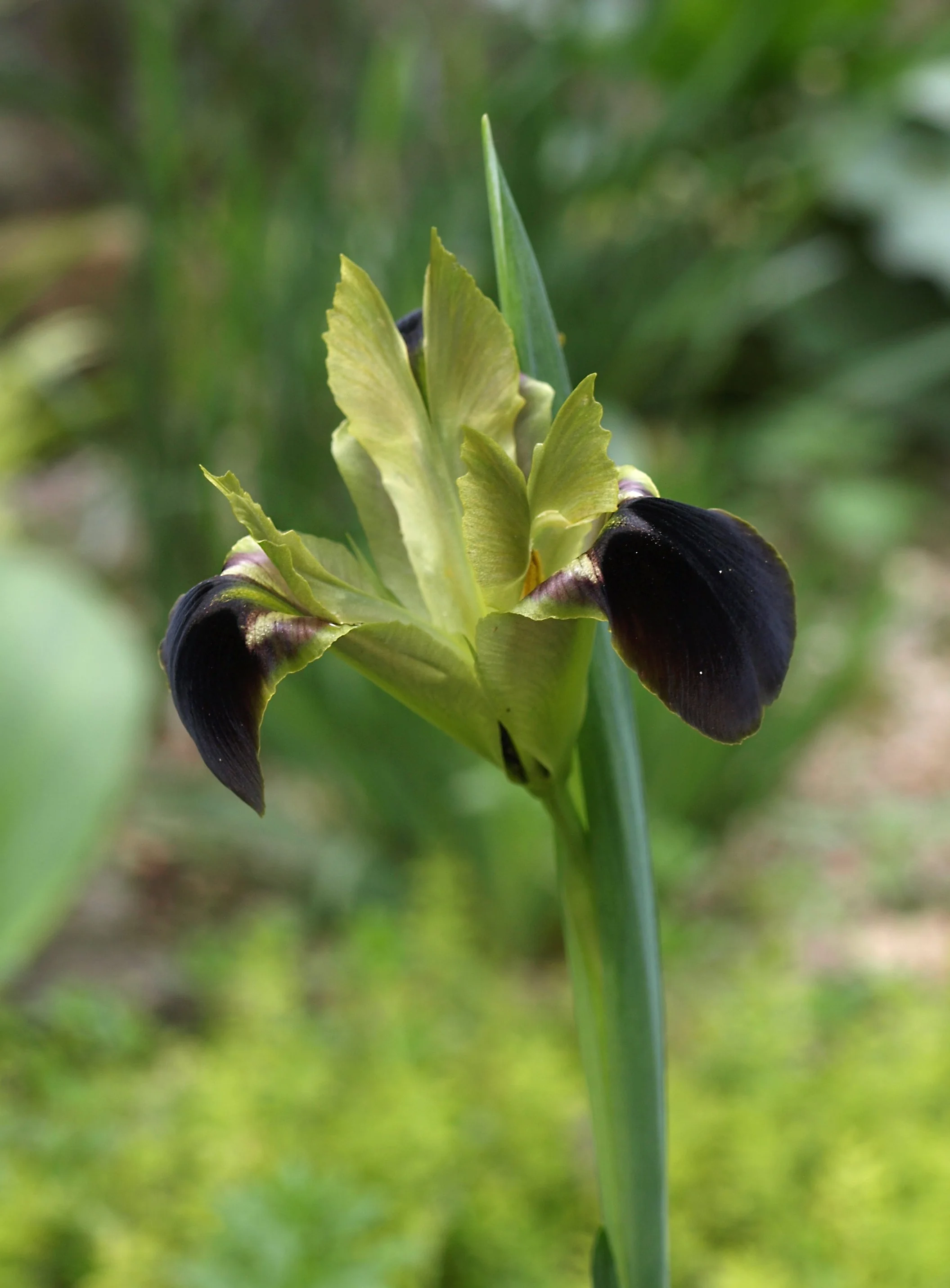 Iris tuberosa - syn: Hermodactylus tuberosus / Iridaceae / Mediterranean Region