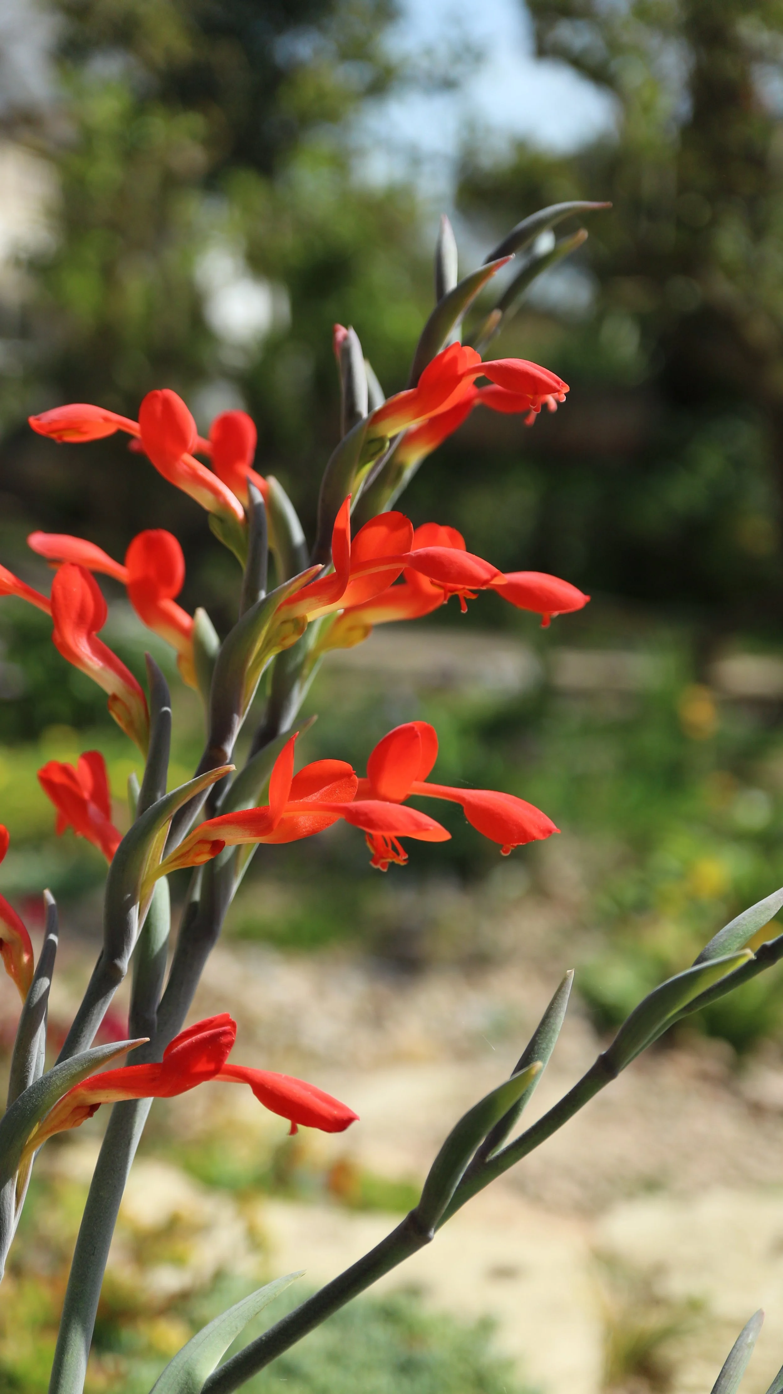 Gladiolus cunonius (Ex Cape Peninsula) / Iridaceae / SW Cape, South Africa