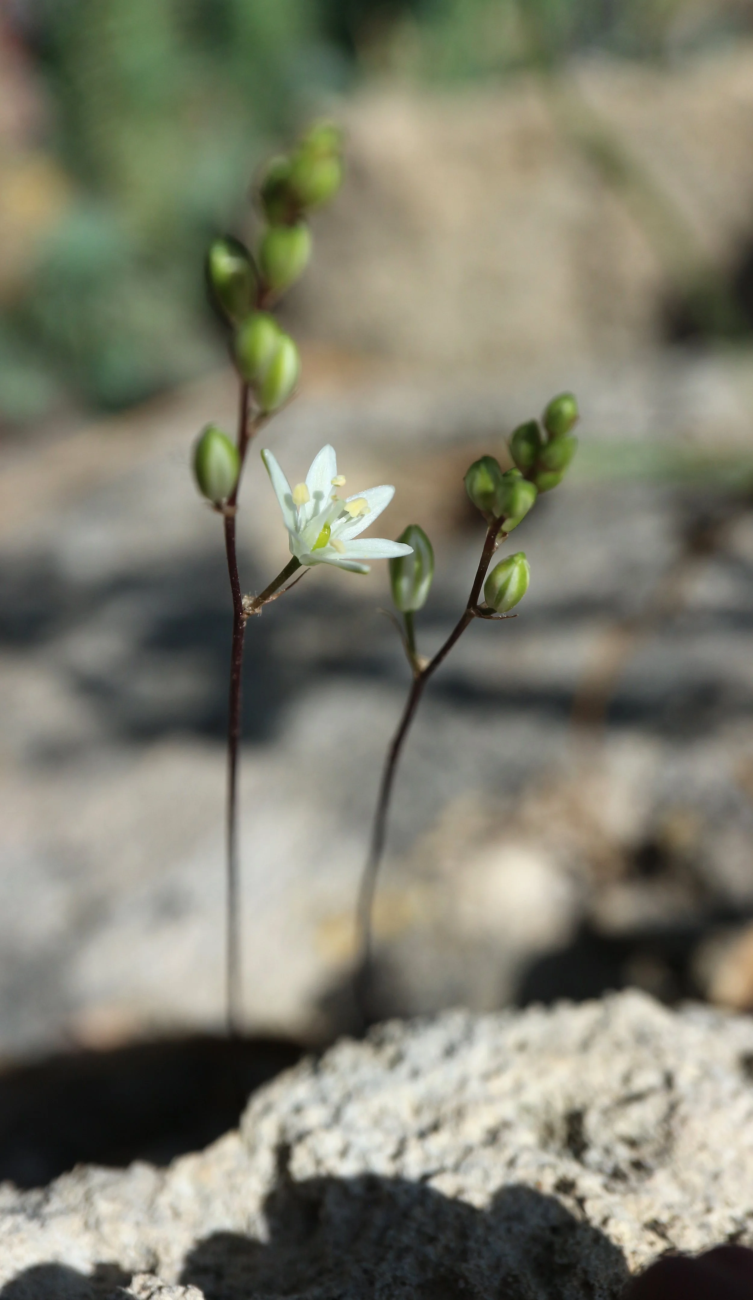 Ornithogalum hispidum / Scilloideae / W Cape, Souht Africa