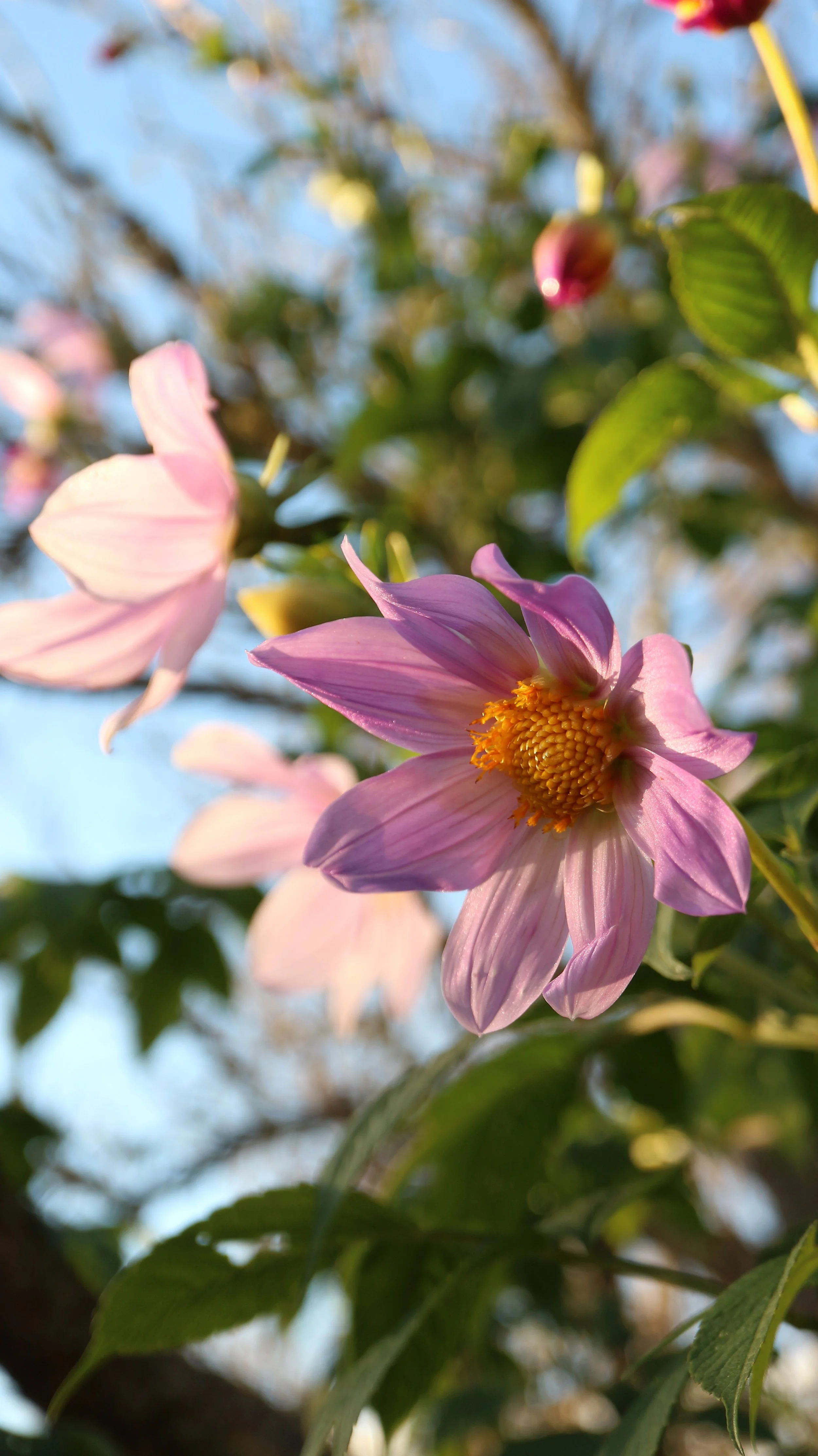 Dahlia coccinea / Asteraceae / C America