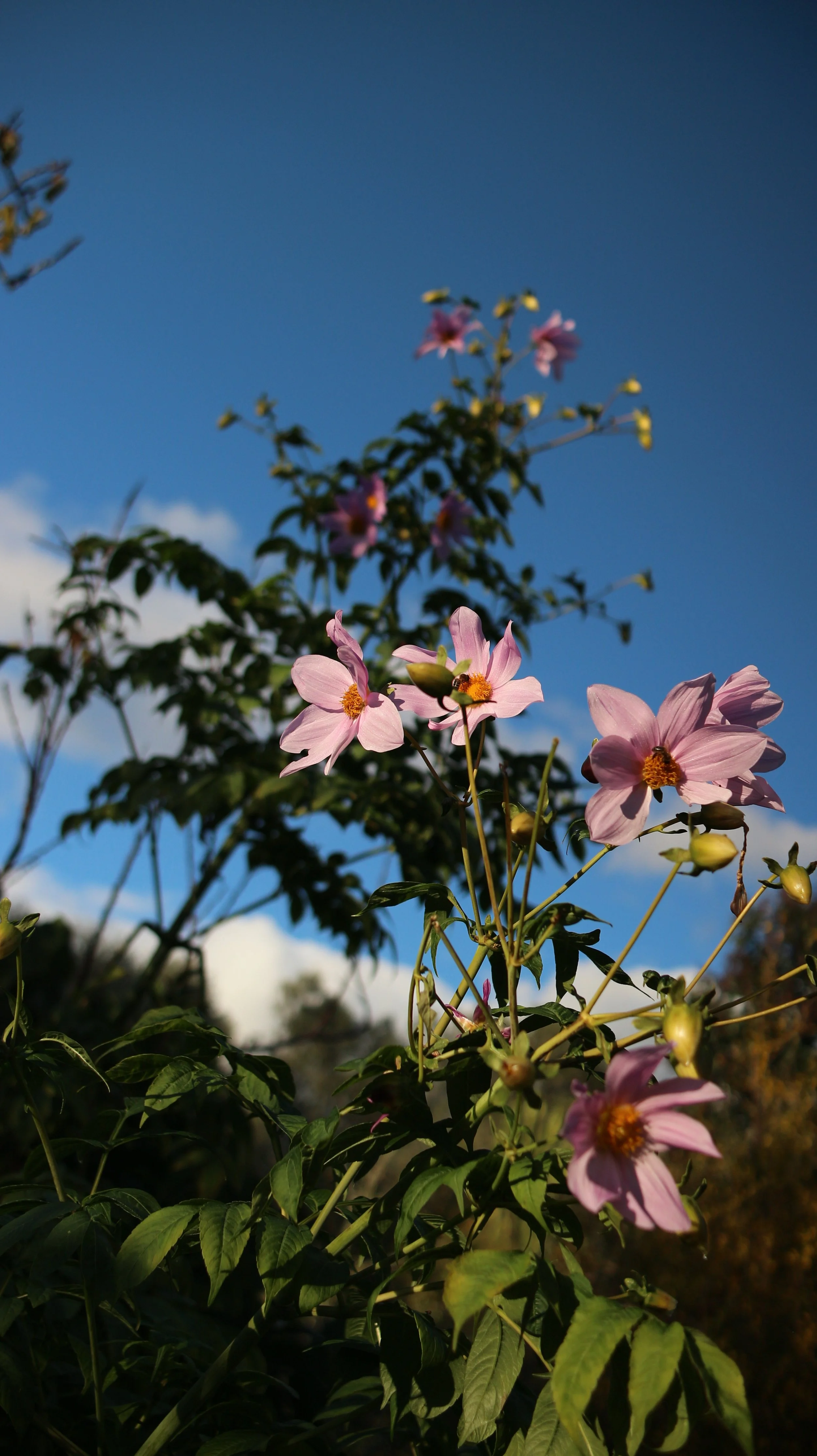 Dahlia coccinea / Asteraceae / C America