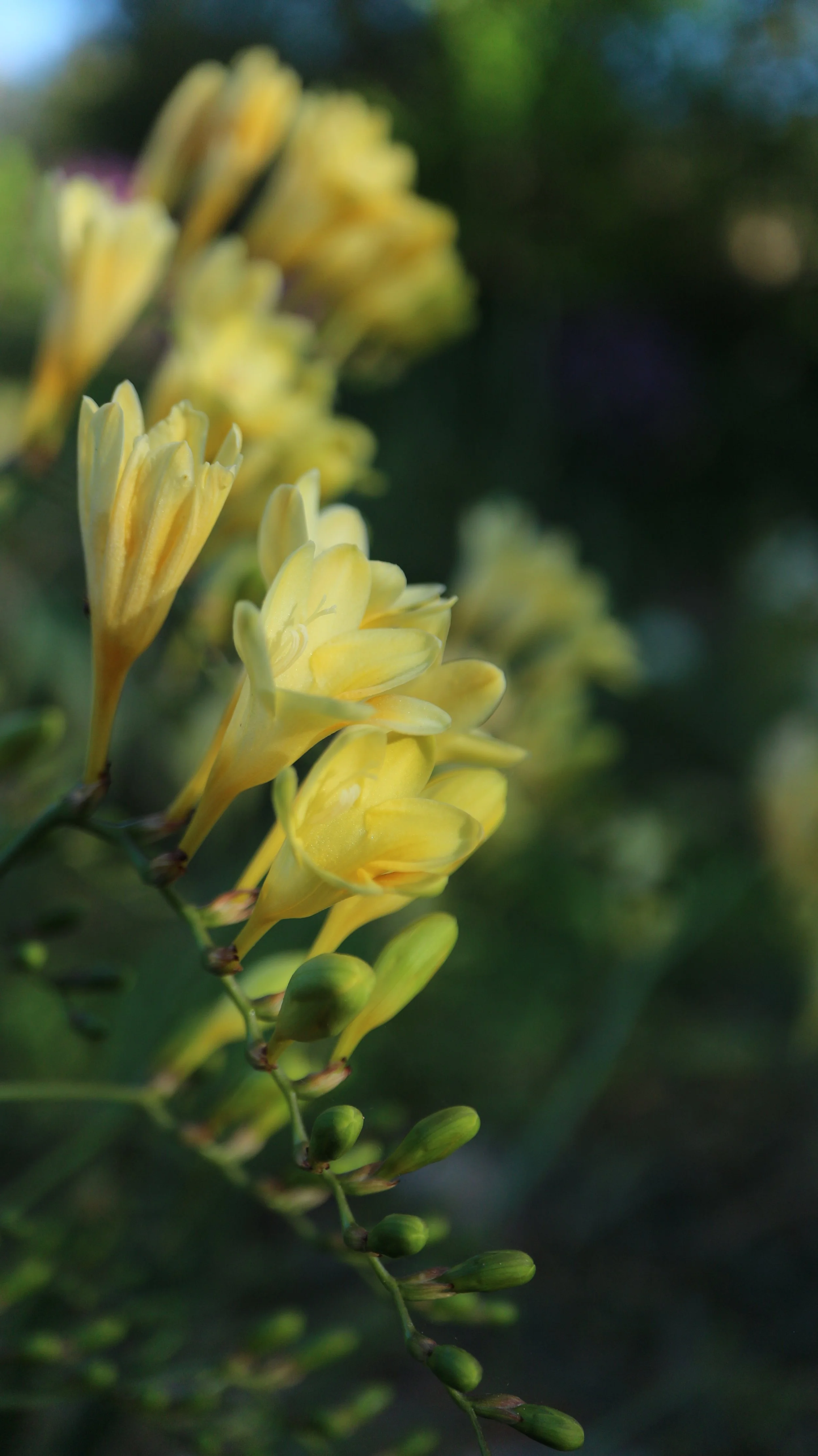 Freesia corymbosa / Iridaceae / W Cape, South Africa