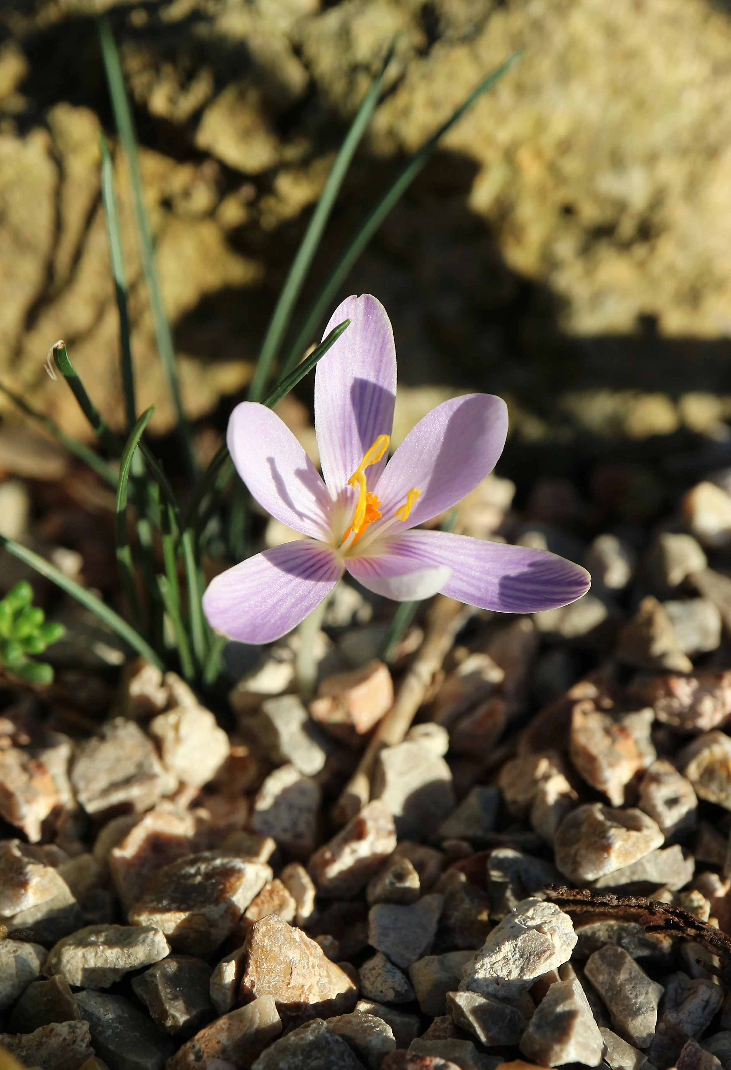 Crocus cambessedesii / Iridaceae / Mallorca, Menorca and Cabrera Islands