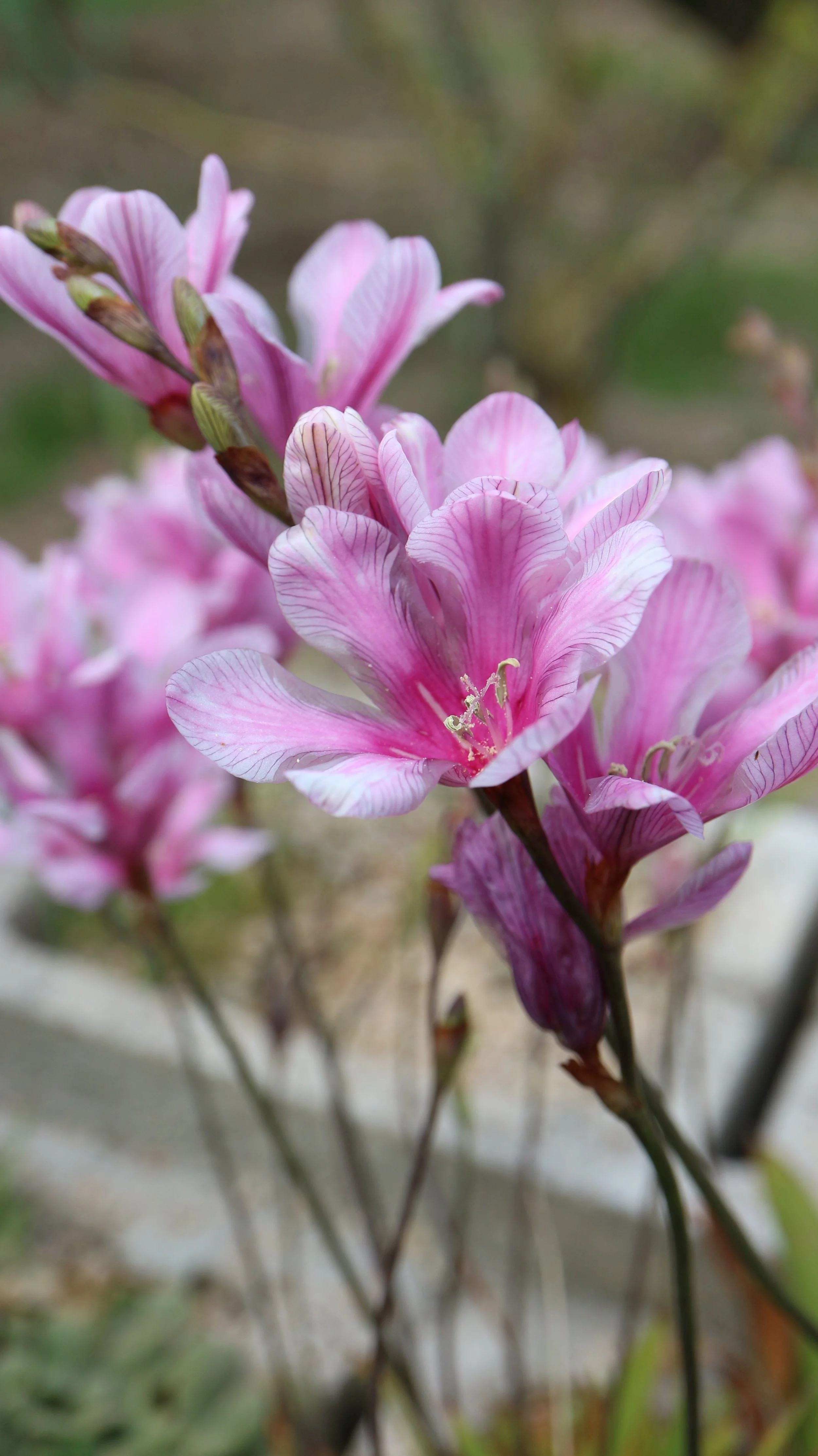 Tritonia squalida / Iridaceae / S Cape, South Africa