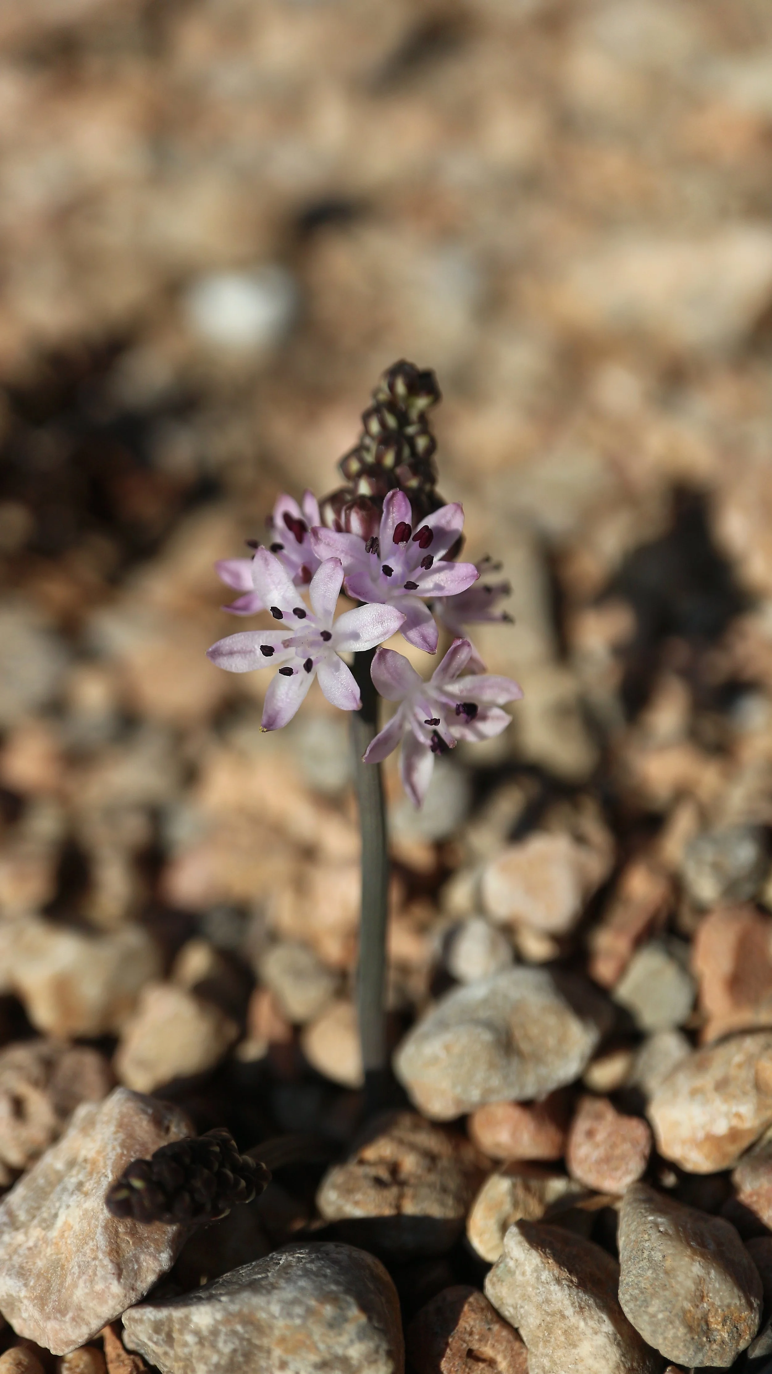 Prospero autumnale (ex Algarve) / Scilloideae / Mediterranean Region