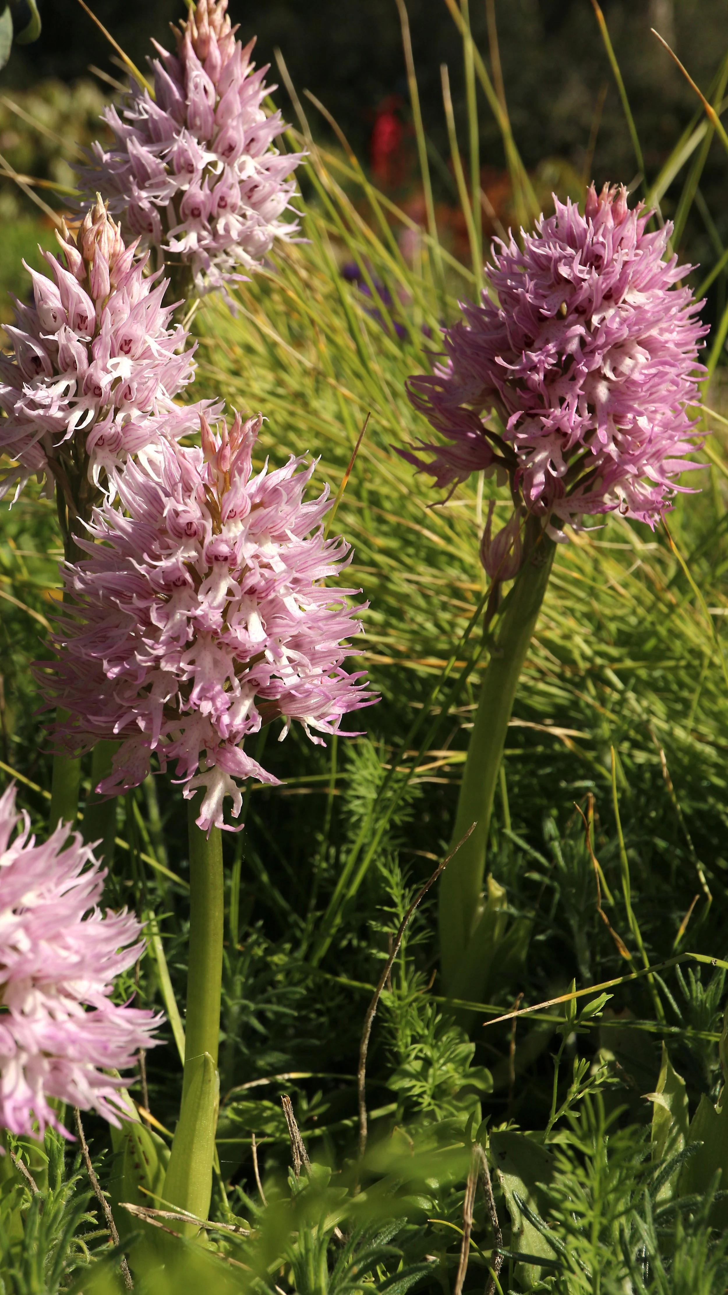 Ophrys italica (ex Mallorca) / Orchidaceae / Mediterranean Region