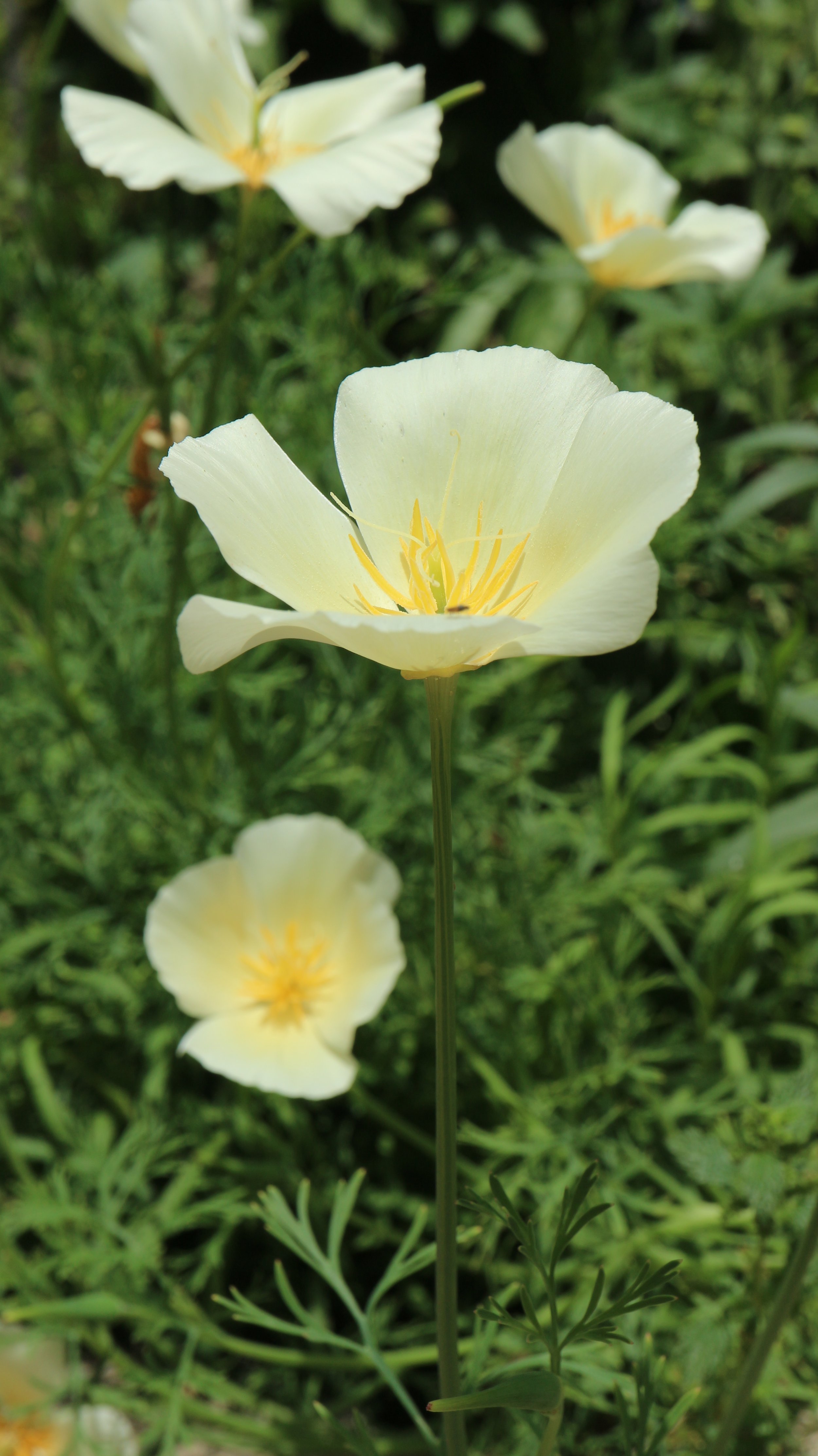 Eschscholzia californica / Papaveraceae / W USA