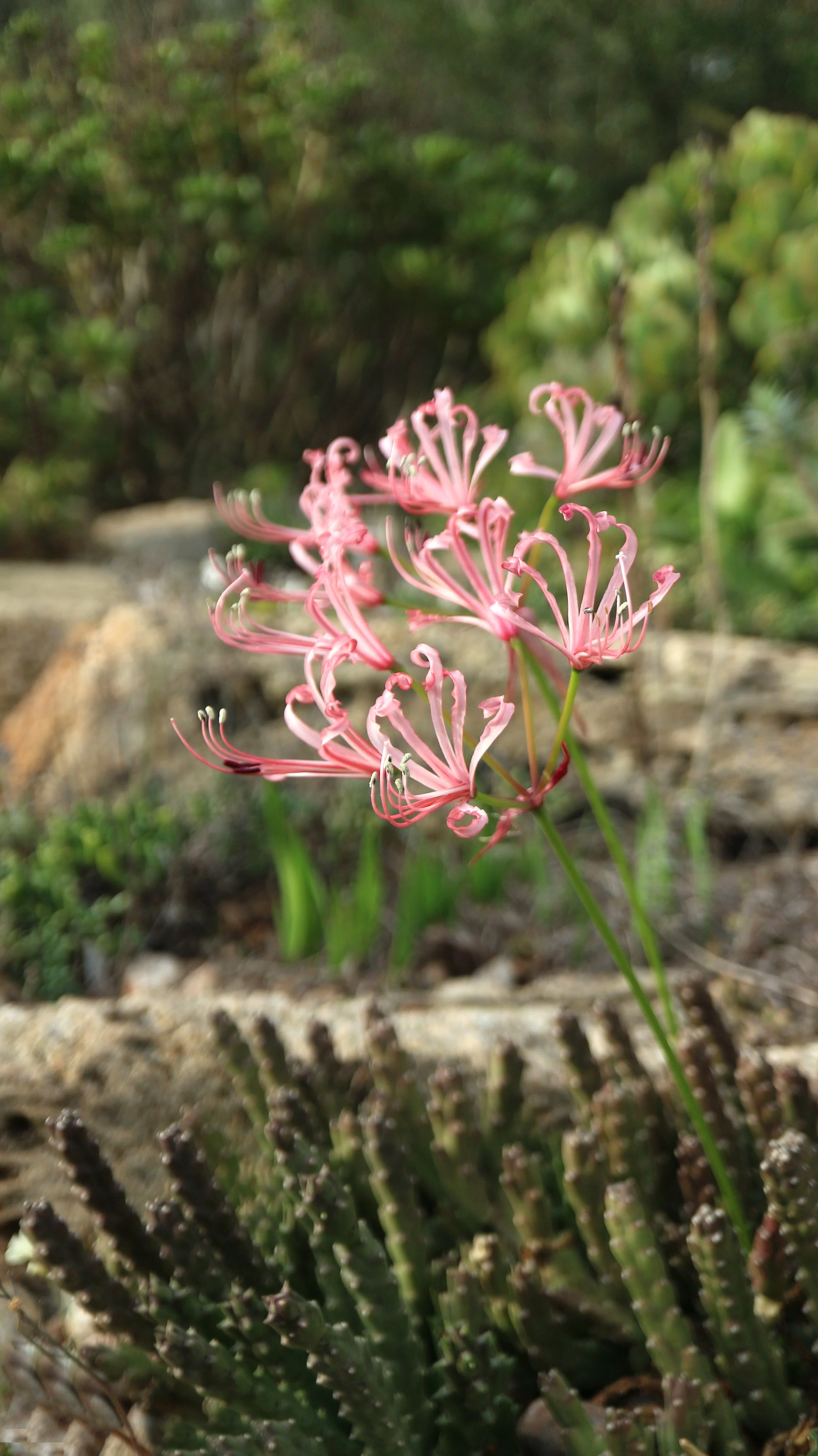 Nerine humilis / Amaryllidaceae / W Cape, South Africa