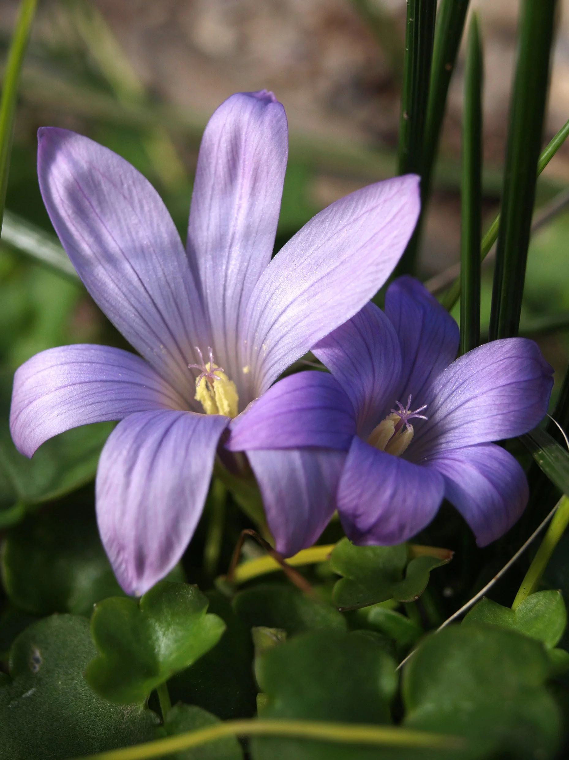  Romulea ligustica / Iridaceae / Italy, N Africa