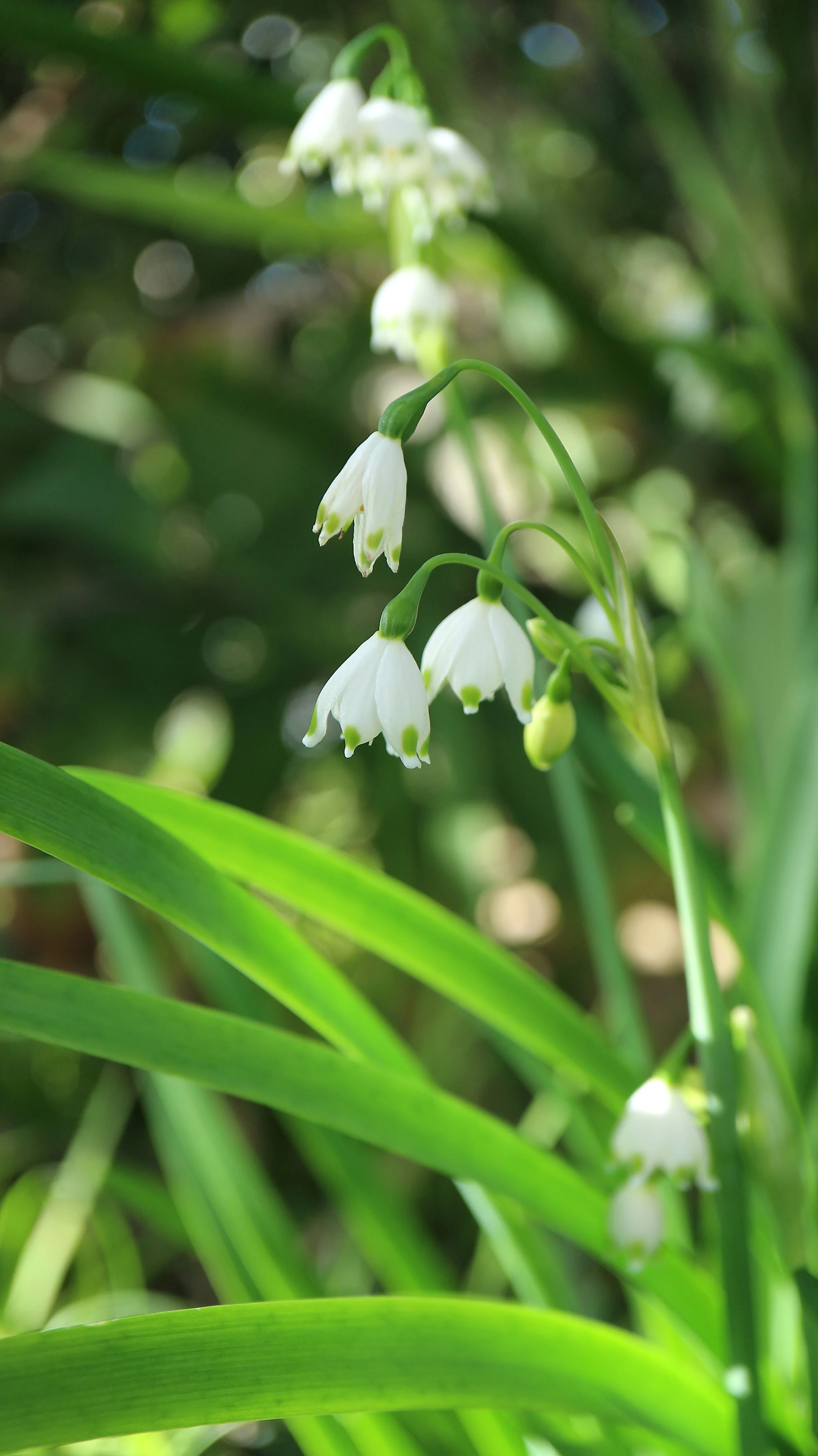 Leucojum aestivum subsp. pulchellum (ex Mallorca) / Amaryllidaceae / W Mediterranean