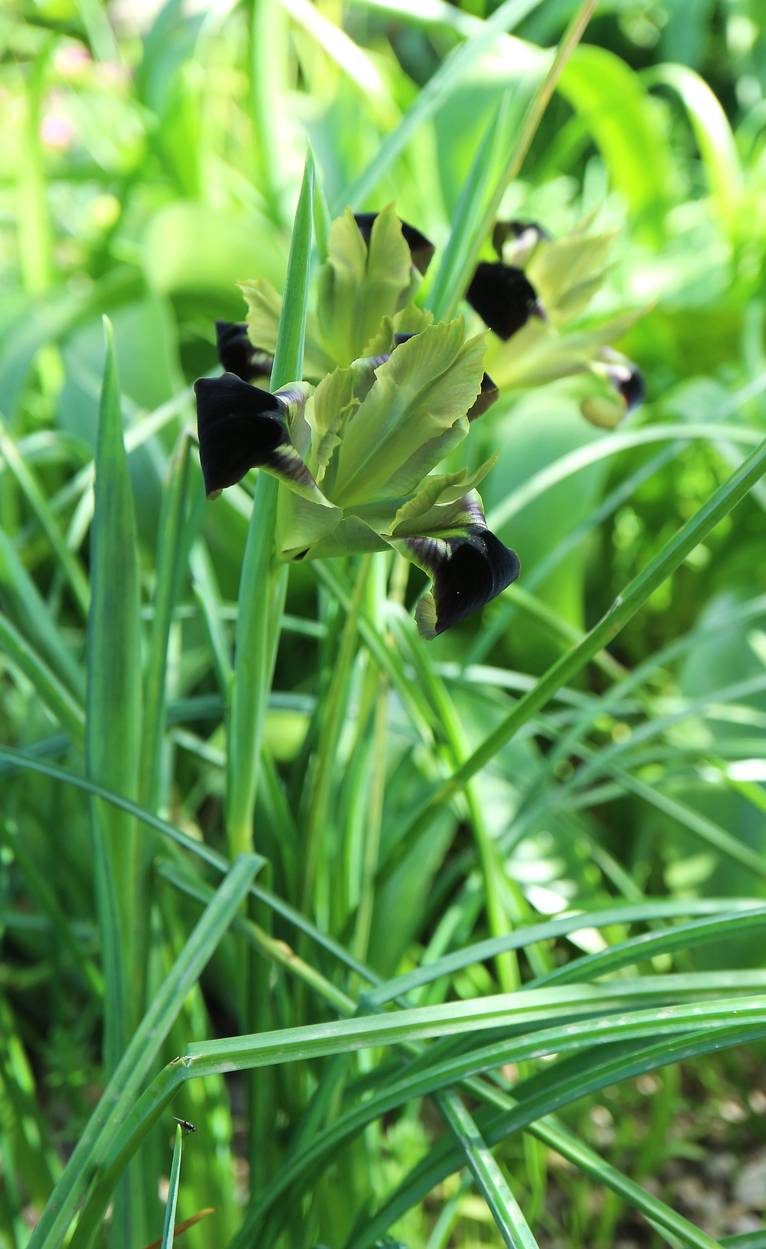 Iris tuberosa / Iridaceae / Mediterranean Region