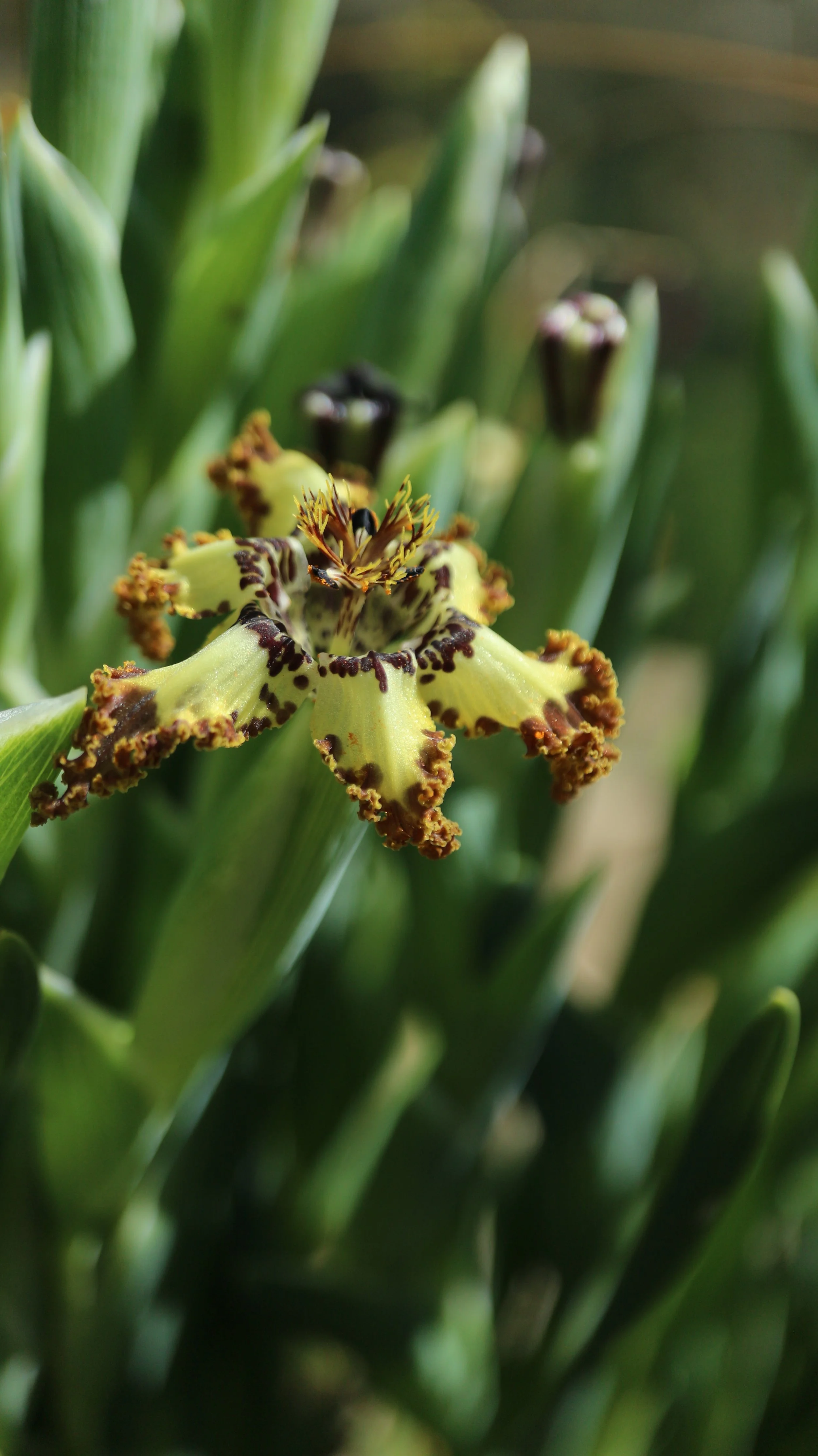 Ferraria crispa / Iridaceae / W Cape, South Africa