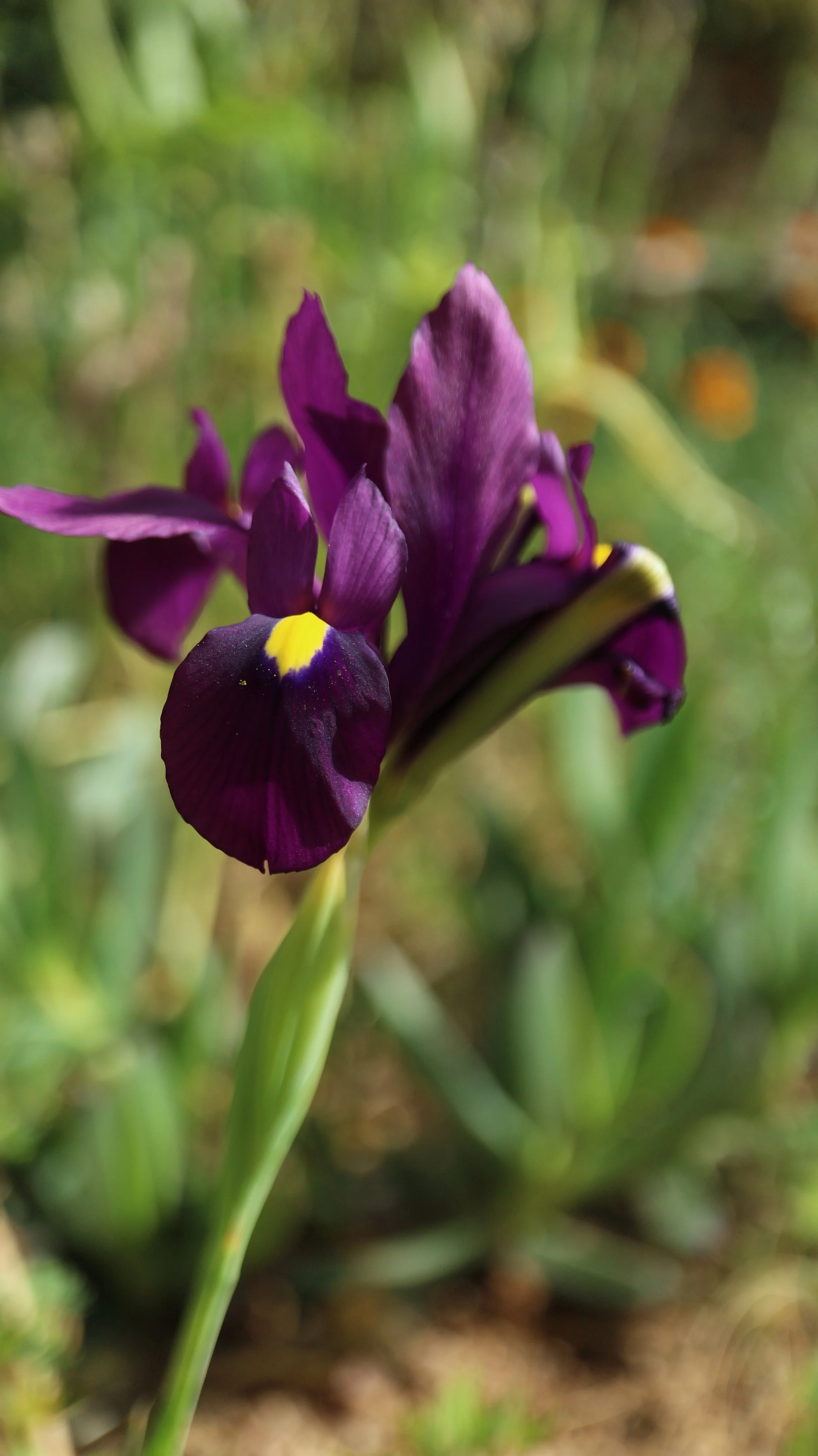 Iris filifolia - syn: Xiphion filifolium (ex Málaga) / Iridaceae / S Spain
