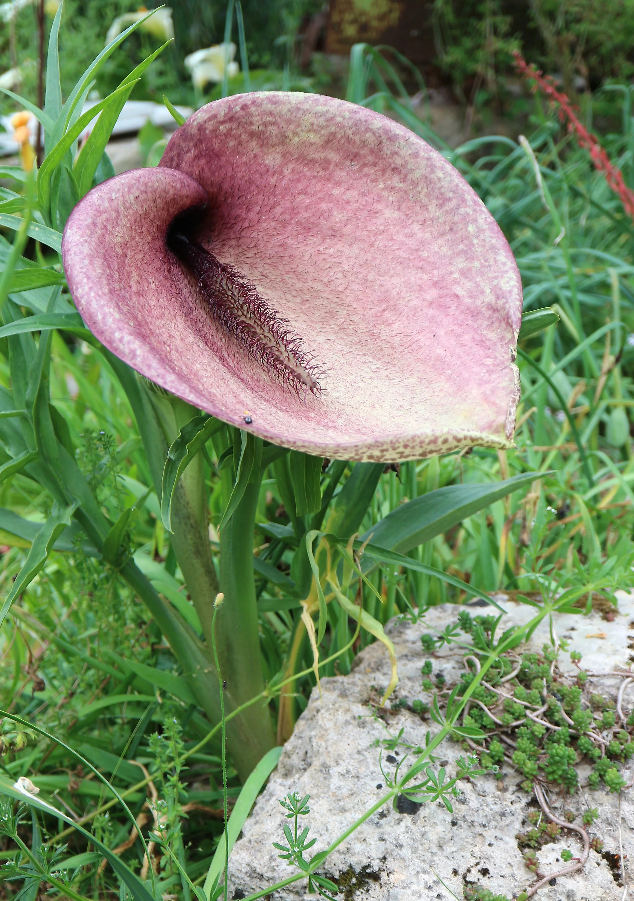 Helicodyceros muscivorus (ex Sardinia) / Araceae / Balearic Islands, Corsica, Sardinia