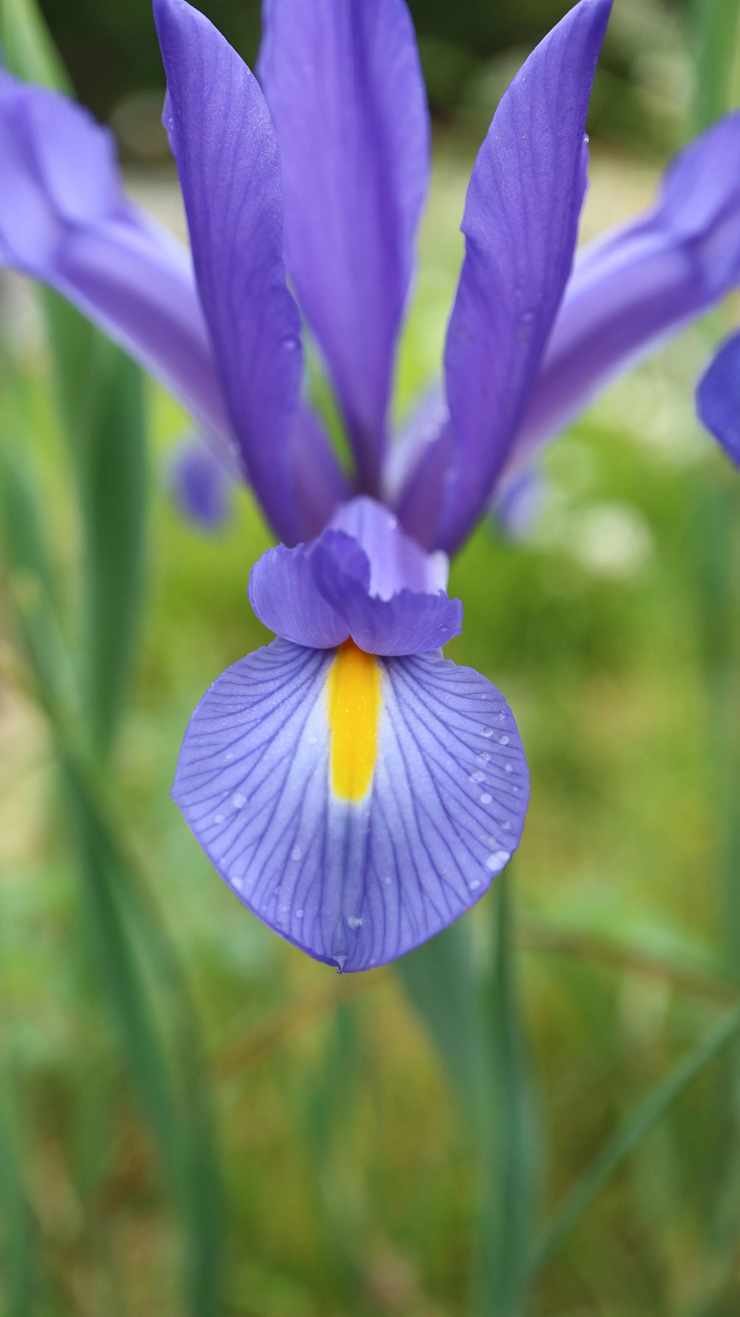 Iris xiphion - syn: Xiphion vulgare (ex Algarve) / Iridaceae / W Mediterranean