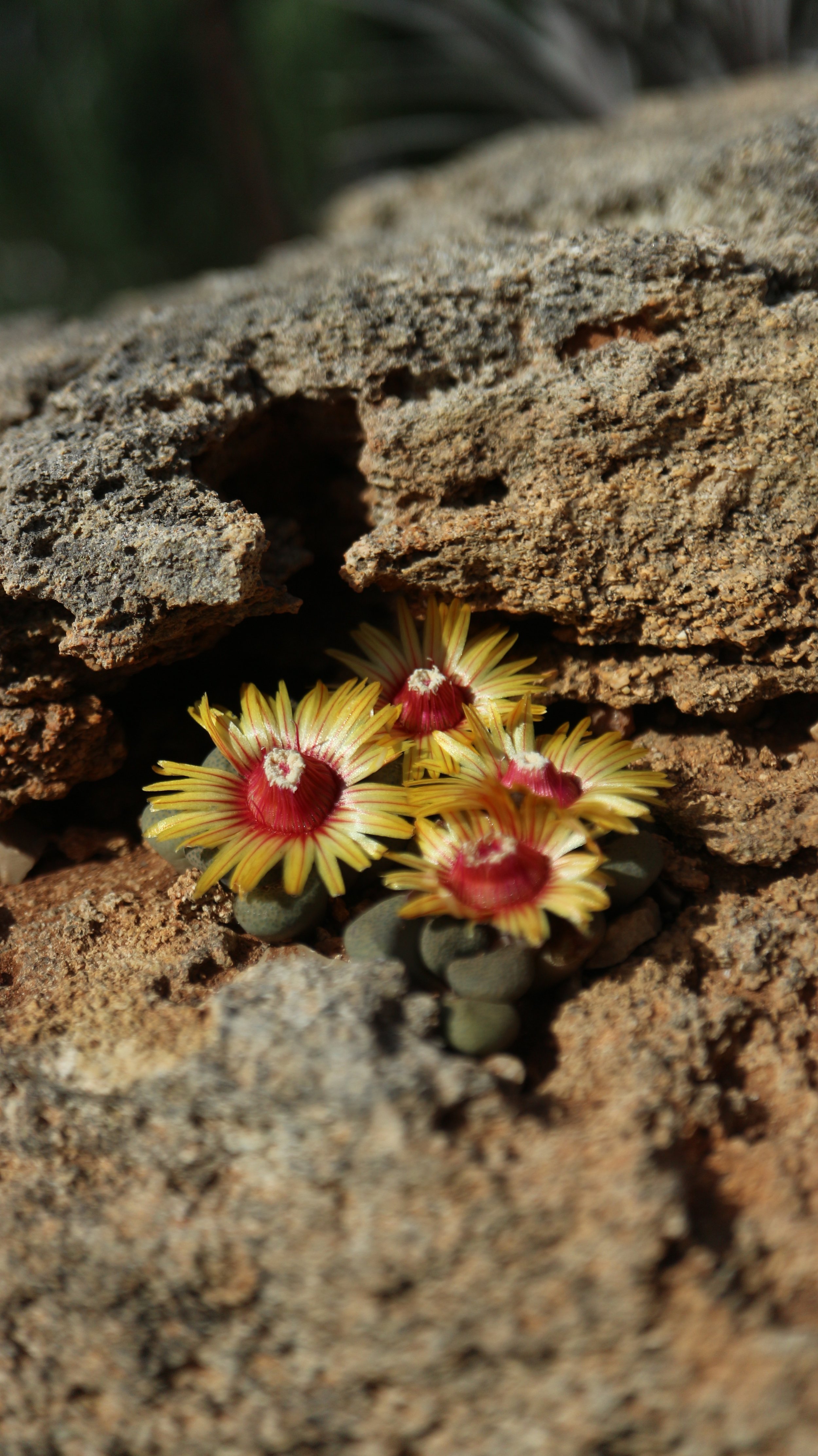 Aloinopsis schoenesii / Aizoaceae / Karoo, South Africa